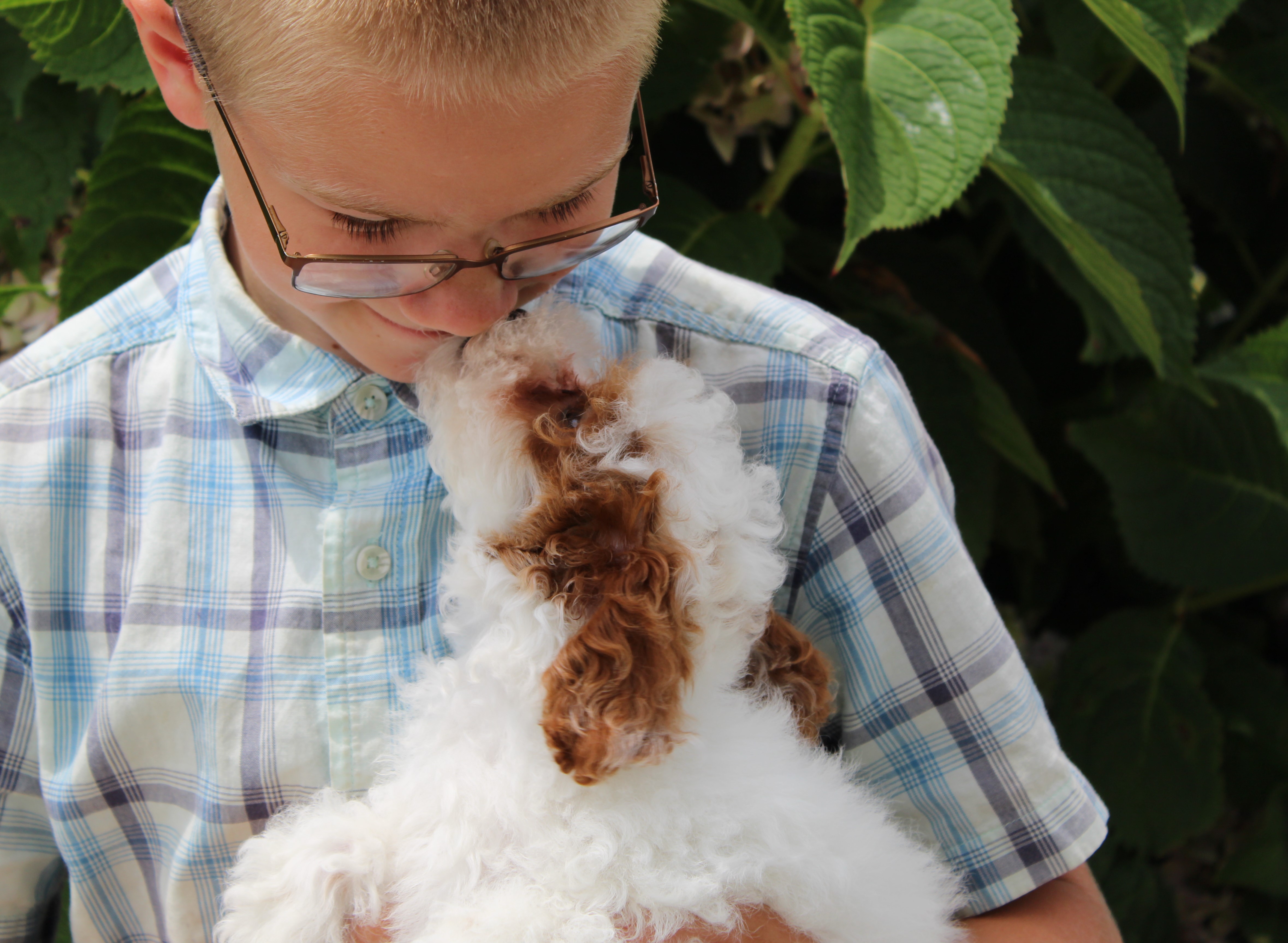 puppy, for, sale, Poodle,   Little Stream Estates LLC, dog, breeder, Lititz, PA, dog-breeder, puppy-for-sale, forsale, nearby, find, puppyfind, locator, puppylocator, aca