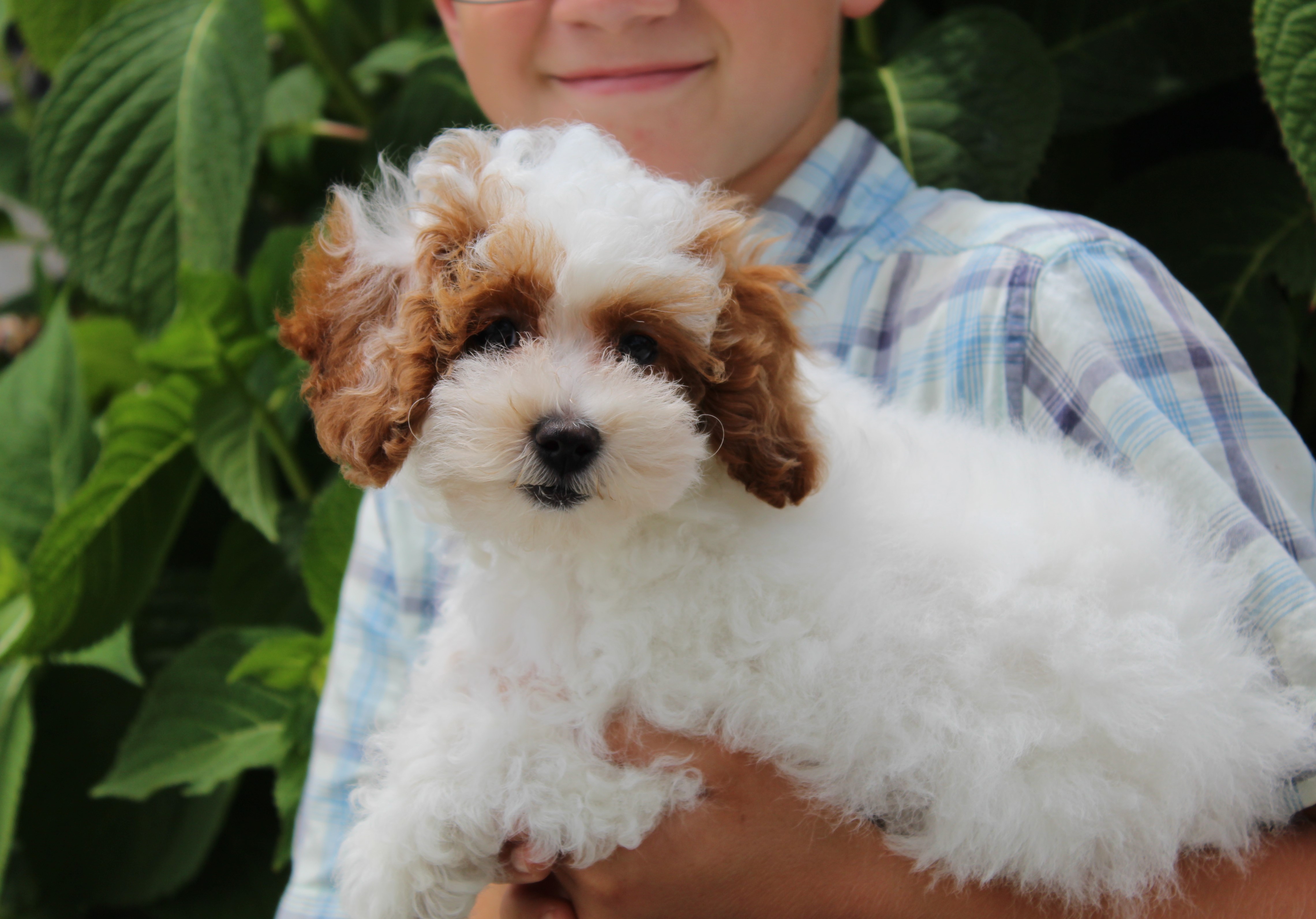 puppy, for, sale, Poodle,   Little Stream Estates LLC, dog, breeder, Lititz, PA, dog-breeder, puppy-for-sale, forsale, nearby, find, puppyfind, locator, puppylocator, aca