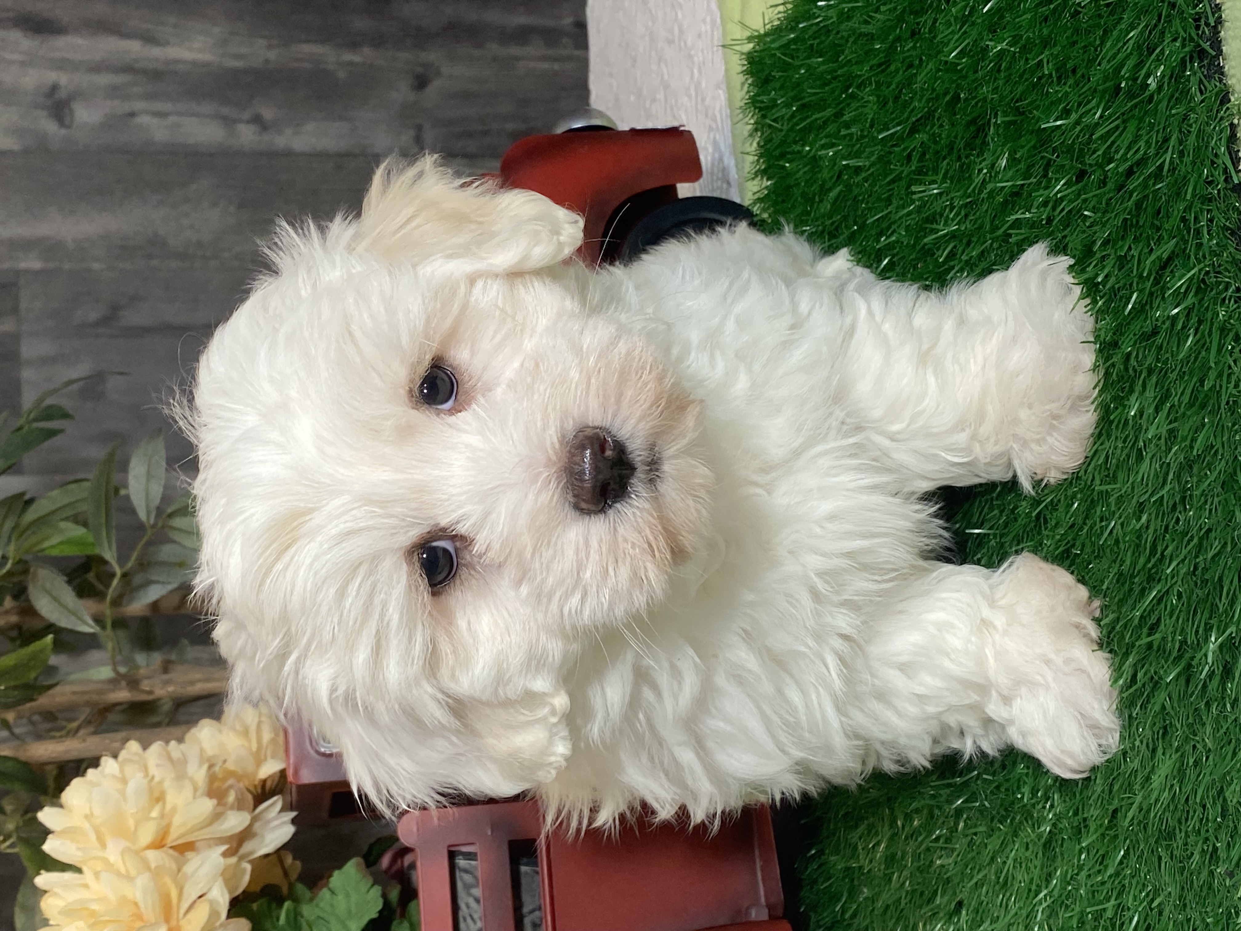 puppy, for, sale, Coton de Tulear, Curtis  Martin, dog, breeder, Seneca Falls, NY, dog-breeder, puppy-for-sale, forsale, nearby, find, puppyfind, locator, puppylocator, aca