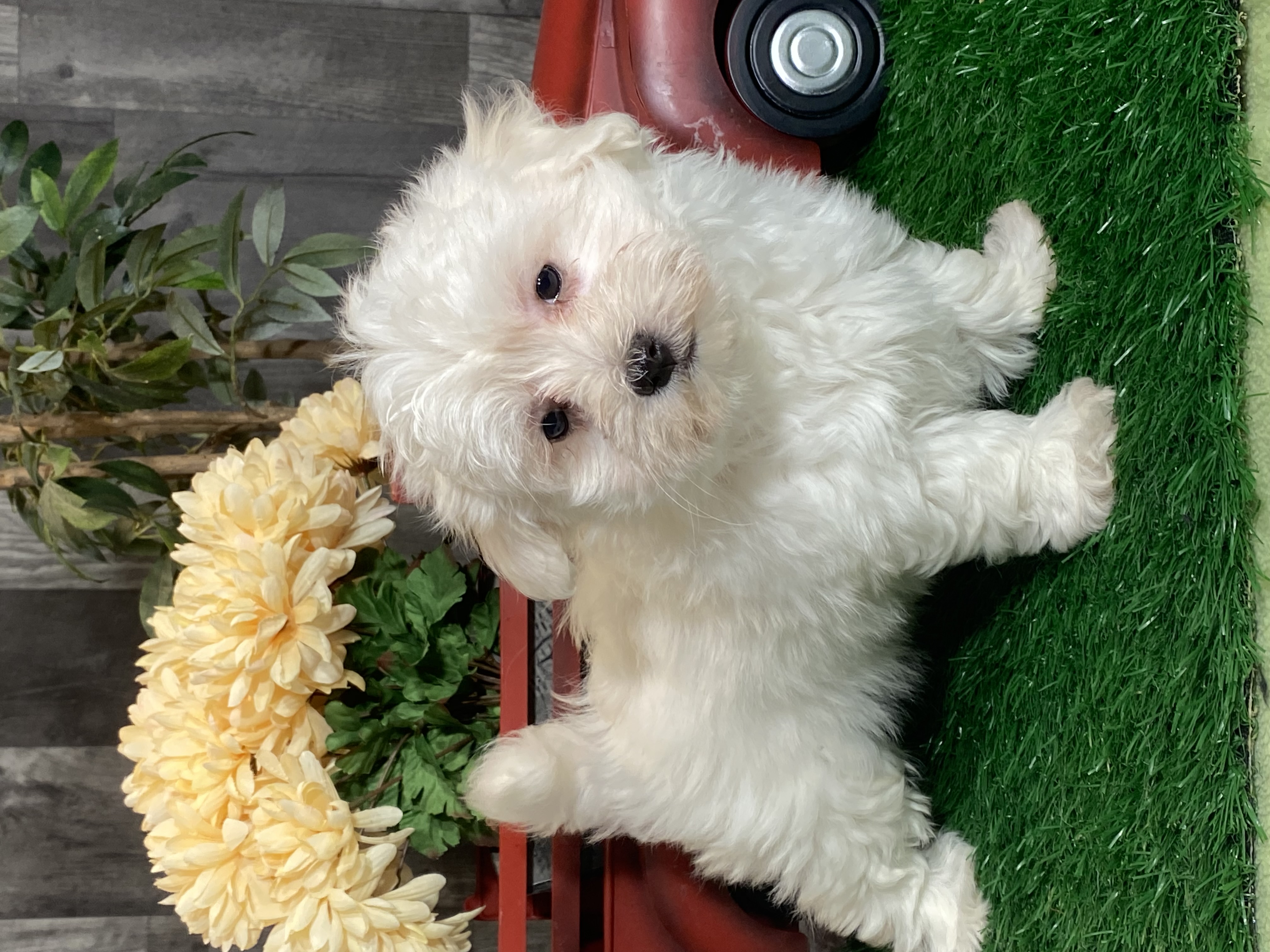 puppy, for, sale, Coton de Tulear, Curtis  Martin, dog, breeder, Seneca Falls, NY, dog-breeder, puppy-for-sale, forsale, nearby, find, puppyfind, locator, puppylocator, aca