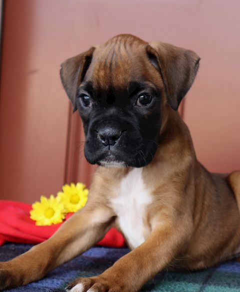 puppy, for, sale, boxer, Leon M Martin, dog, breeder, Denver, PA, dog-breeder, puppy-for-sale, forsale, nearby, find, puppyfind, locator, puppylocator, aca
