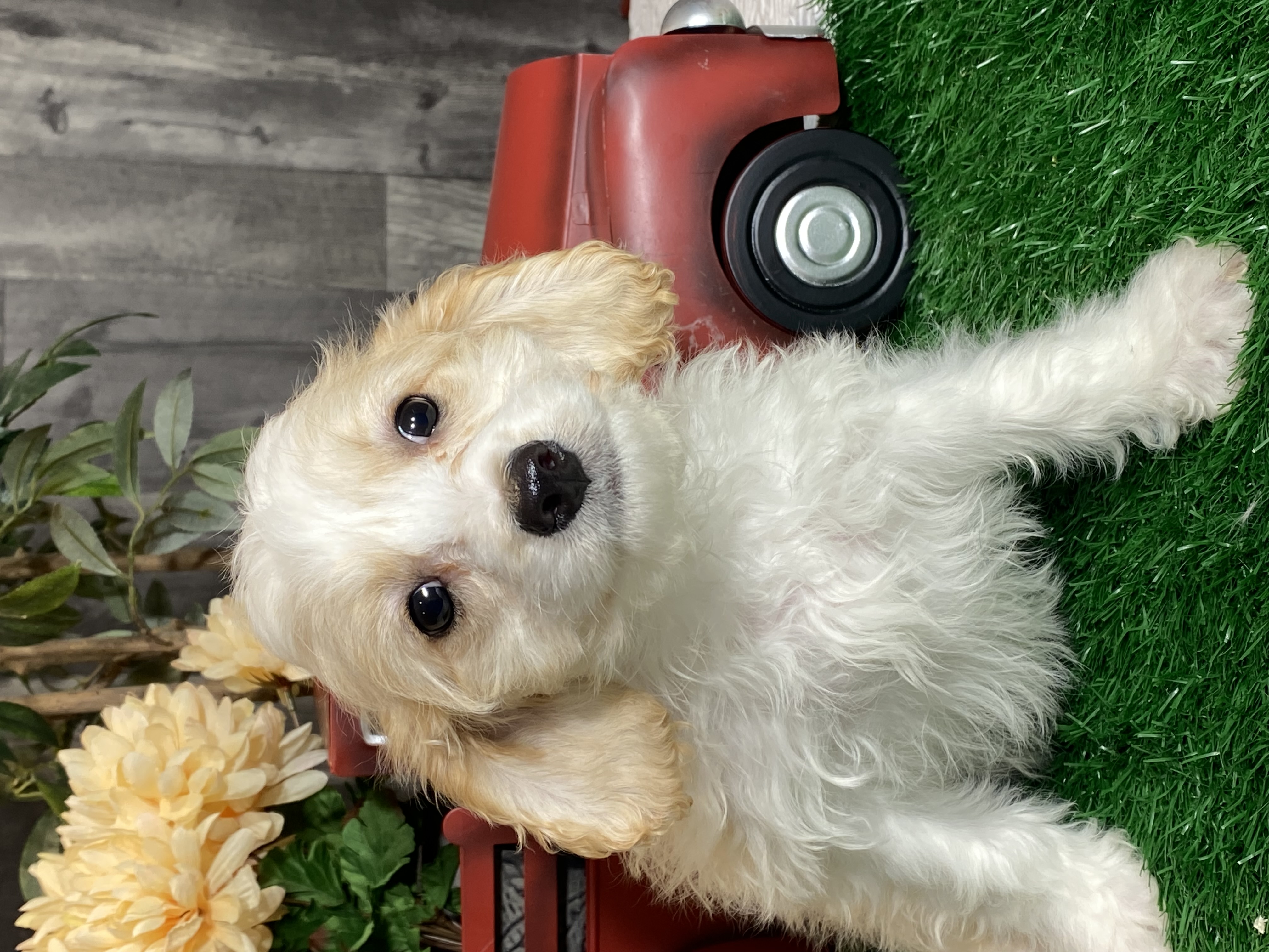 puppy, for, sale, Cav A Schon, Curtis  Martin, dog, breeder, Seneca Falls, NY, dog-breeder, puppy-for-sale, forsale, nearby, find, puppyfind, locator, puppylocator, aca