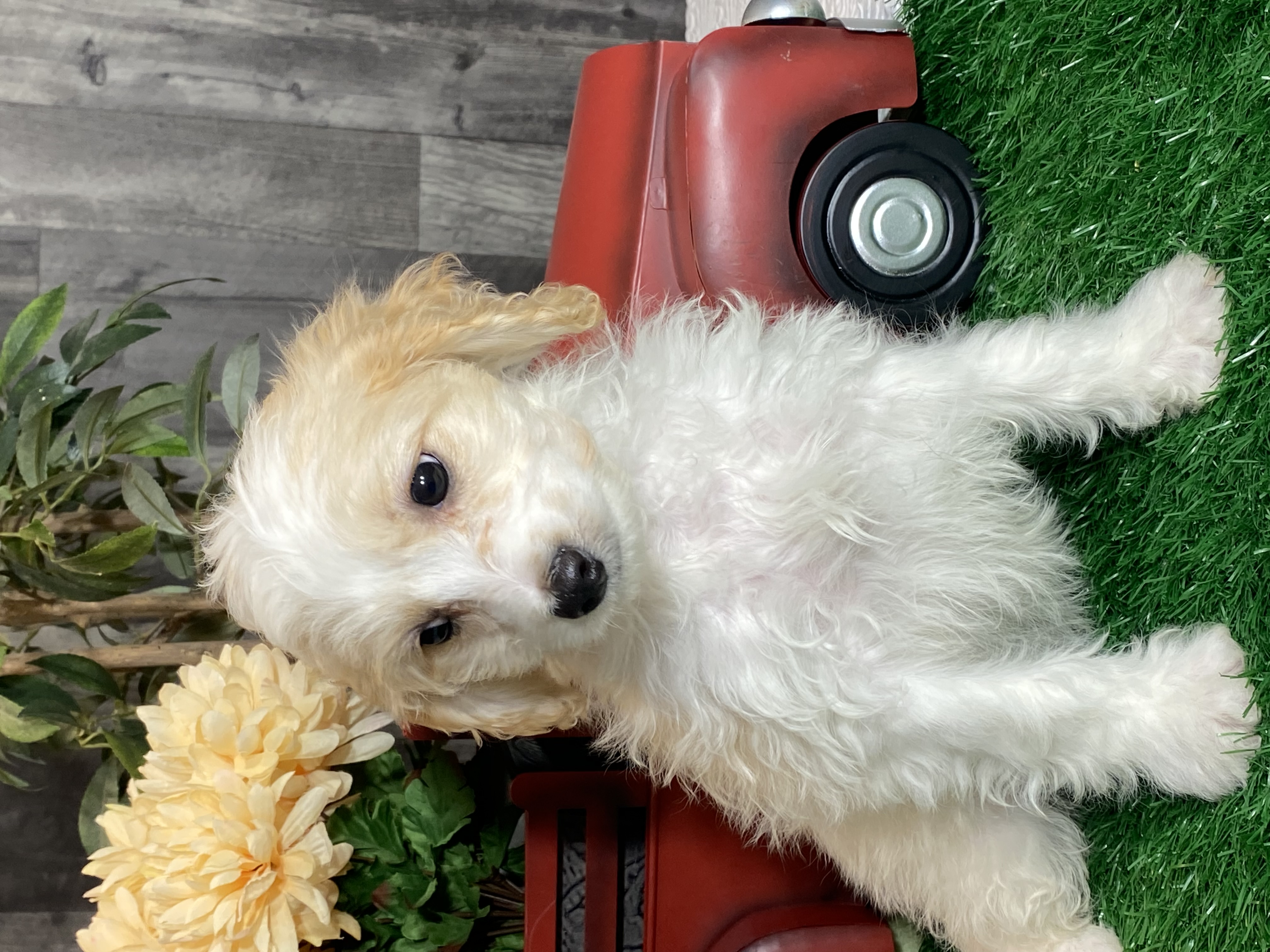 puppy, for, sale, Cav A Schon, Curtis  Martin, dog, breeder, Seneca Falls, NY, dog-breeder, puppy-for-sale, forsale, nearby, find, puppyfind, locator, puppylocator, aca