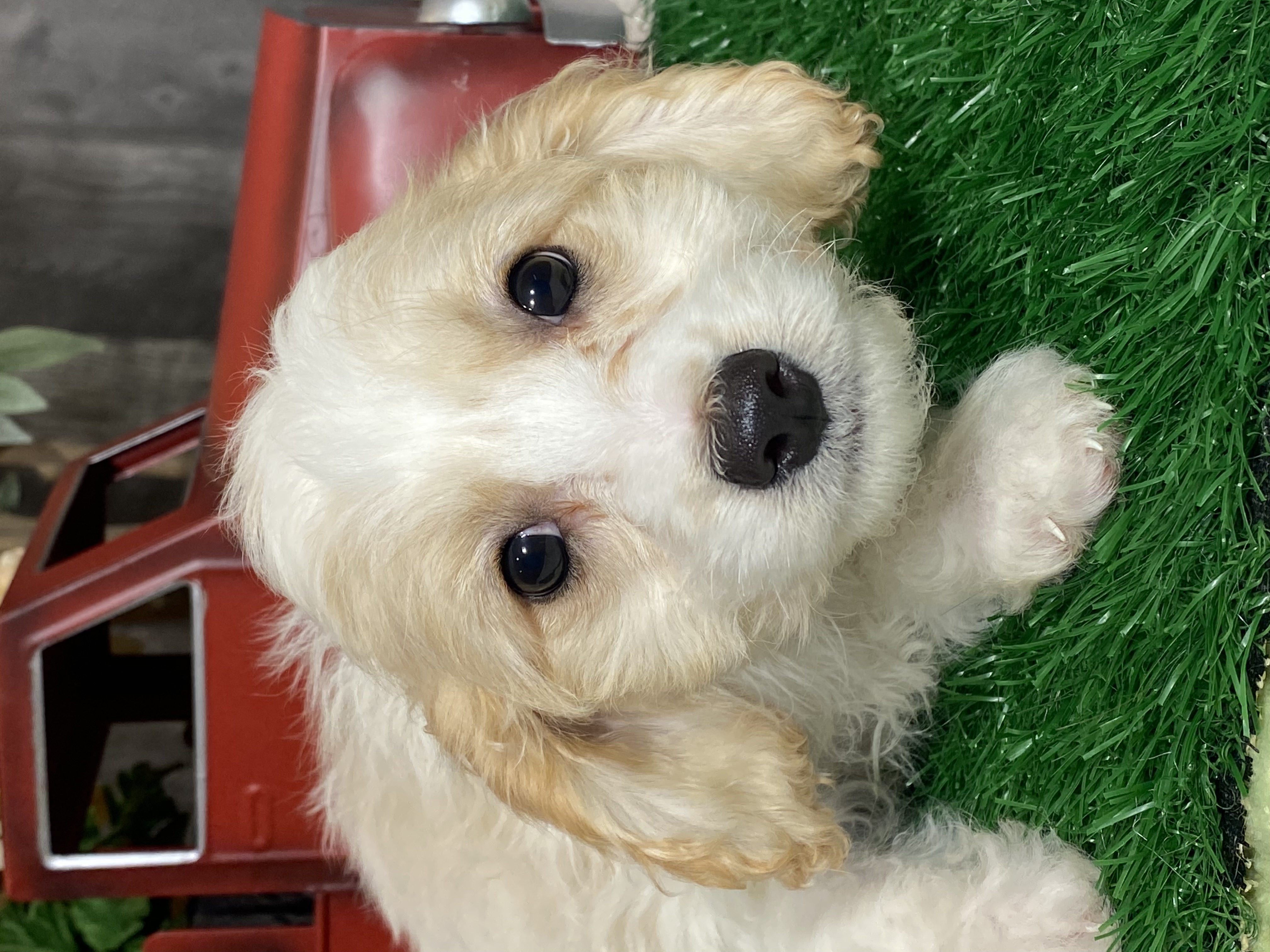 puppy, for, sale, Cav A Schon, Curtis  Martin, dog, breeder, Seneca Falls, NY, dog-breeder, puppy-for-sale, forsale, nearby, find, puppyfind, locator, puppylocator, aca