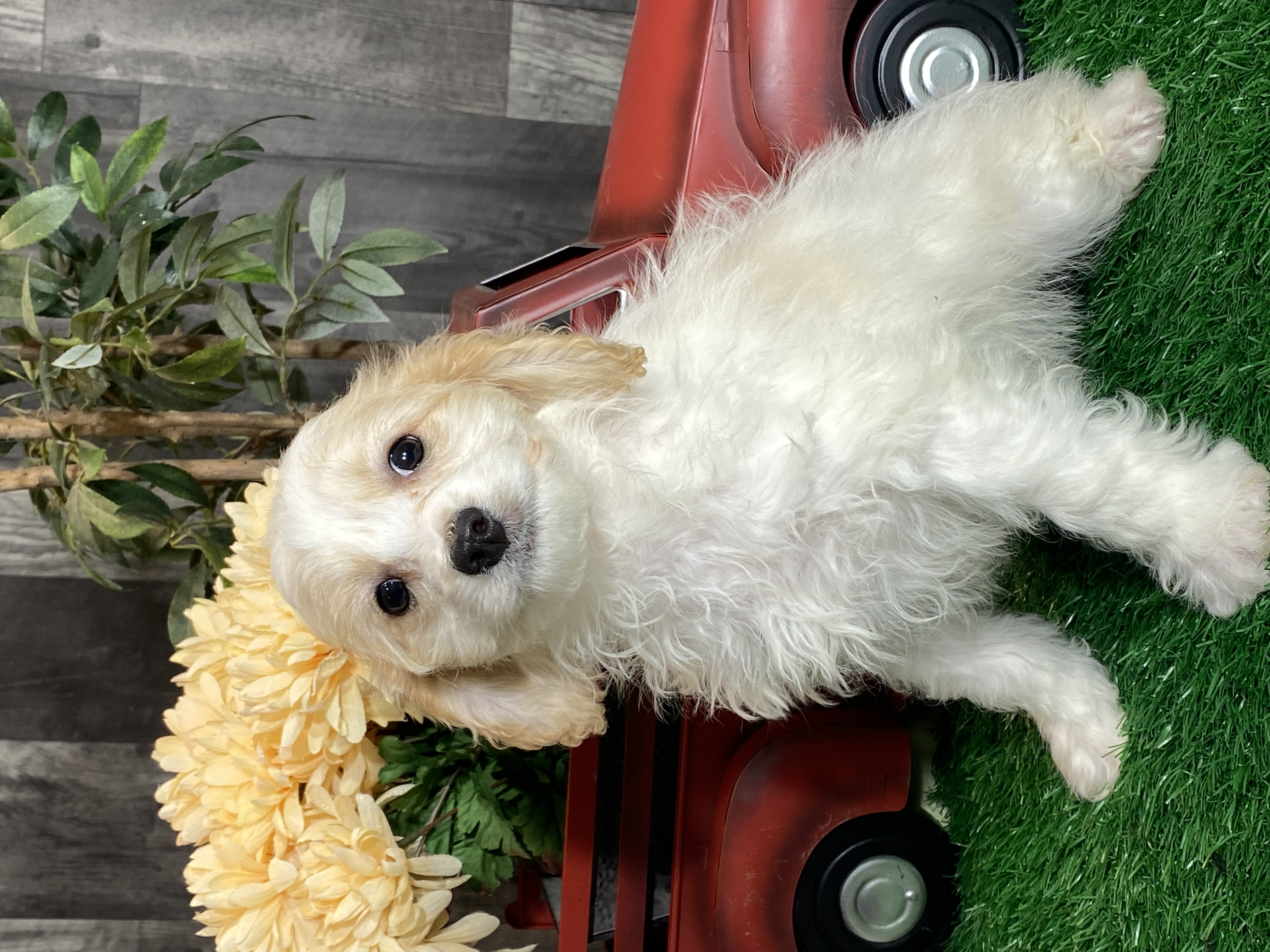 puppy, for, sale, Cav A Schon, Curtis  Martin, dog, breeder, Seneca Falls, NY, dog-breeder, puppy-for-sale, forsale, nearby, find, puppyfind, locator, puppylocator, aca