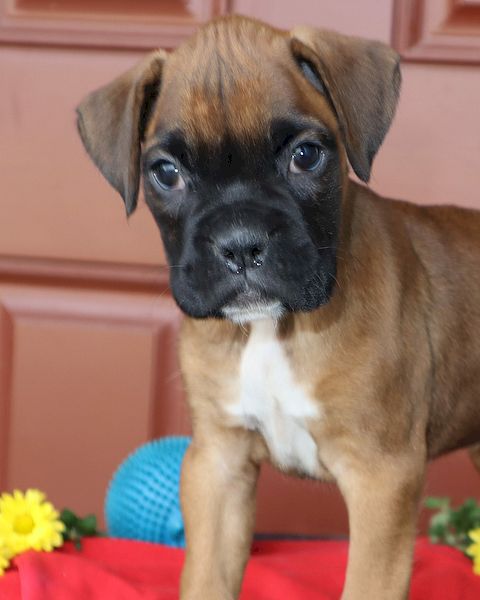 puppy, for, sale, boxer, Leon M Martin, dog, breeder, Denver, PA, dog-breeder, puppy-for-sale, forsale, nearby, find, puppyfind, locator, puppylocator, aca