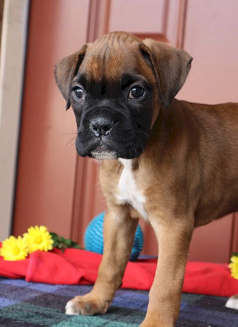 puppy, for, sale, boxer, Leon M Martin, dog, breeder, Denver, PA, dog-breeder, puppy-for-sale, forsale, nearby, find, puppyfind, locator, puppylocator, aca