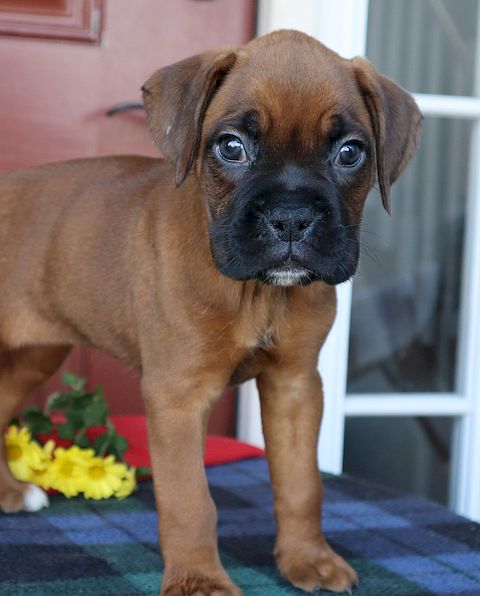 puppy, for, sale, boxer, Leon M Martin, dog, breeder, Denver, PA, dog-breeder, puppy-for-sale, forsale, nearby, find, puppyfind, locator, puppylocator, aca