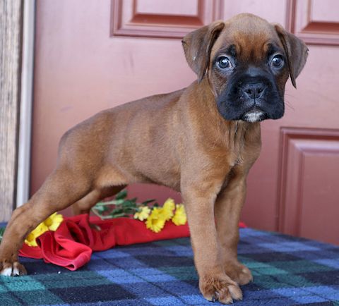 puppy, for, sale, boxer, Leon M Martin, dog, breeder, Denver, PA, dog-breeder, puppy-for-sale, forsale, nearby, find, puppyfind, locator, puppylocator, aca
