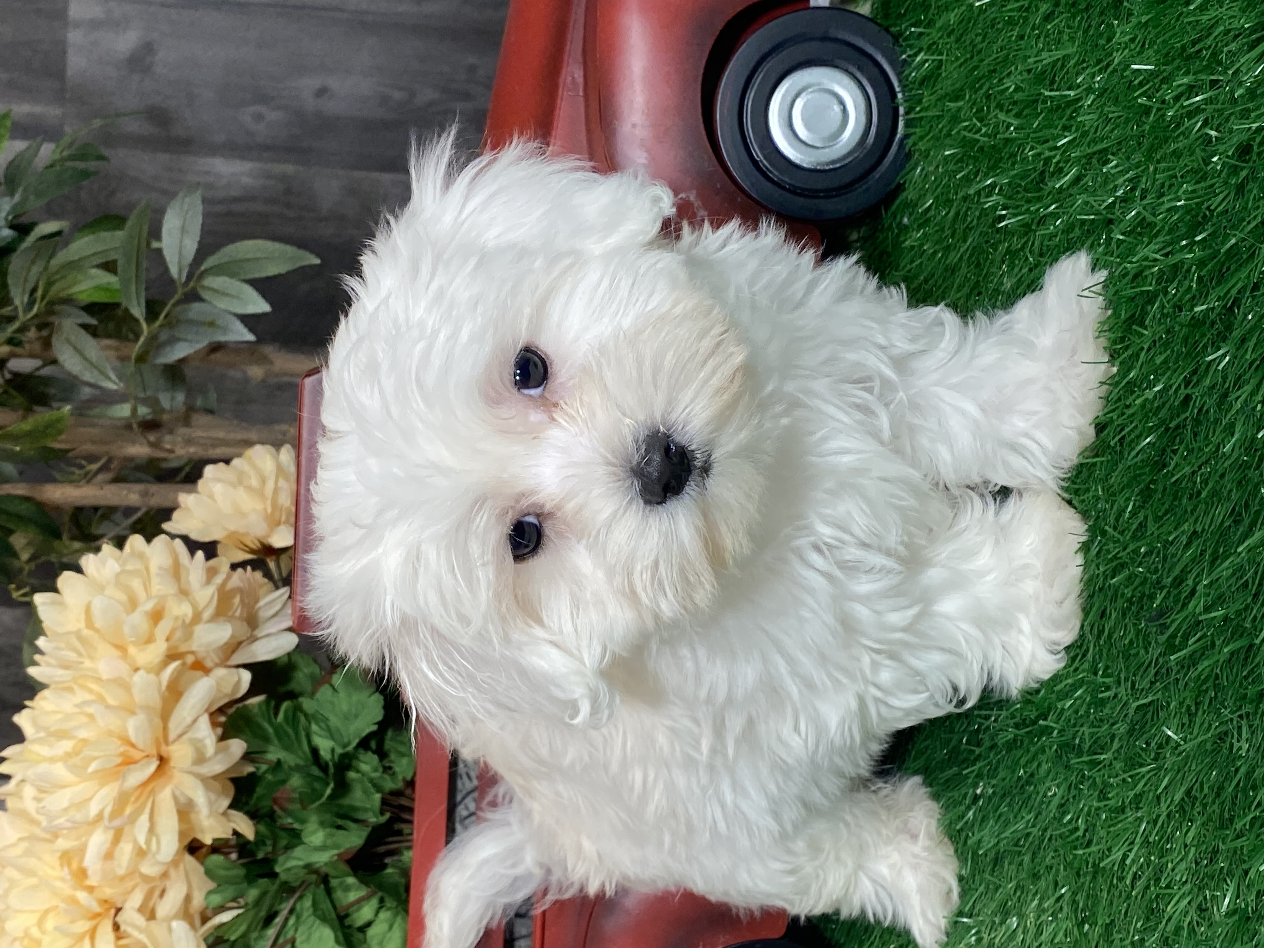 puppy, for, sale, Coton de Tulear, Curtis  Martin, dog, breeder, Seneca Falls, NY, dog-breeder, puppy-for-sale, forsale, nearby, find, puppyfind, locator, puppylocator, aca