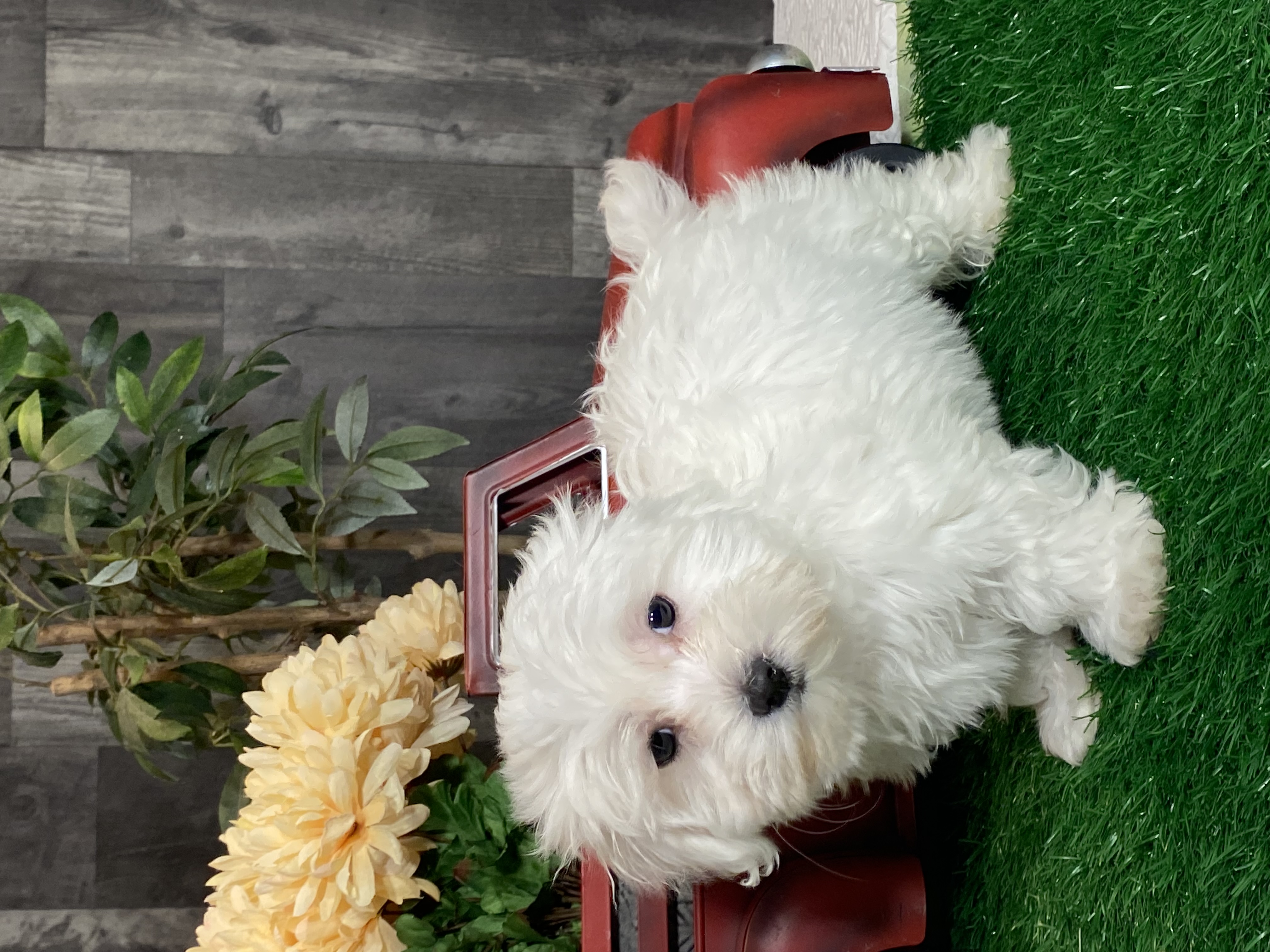 puppy, for, sale, Coton de Tulear, Curtis  Martin, dog, breeder, Seneca Falls, NY, dog-breeder, puppy-for-sale, forsale, nearby, find, puppyfind, locator, puppylocator, aca