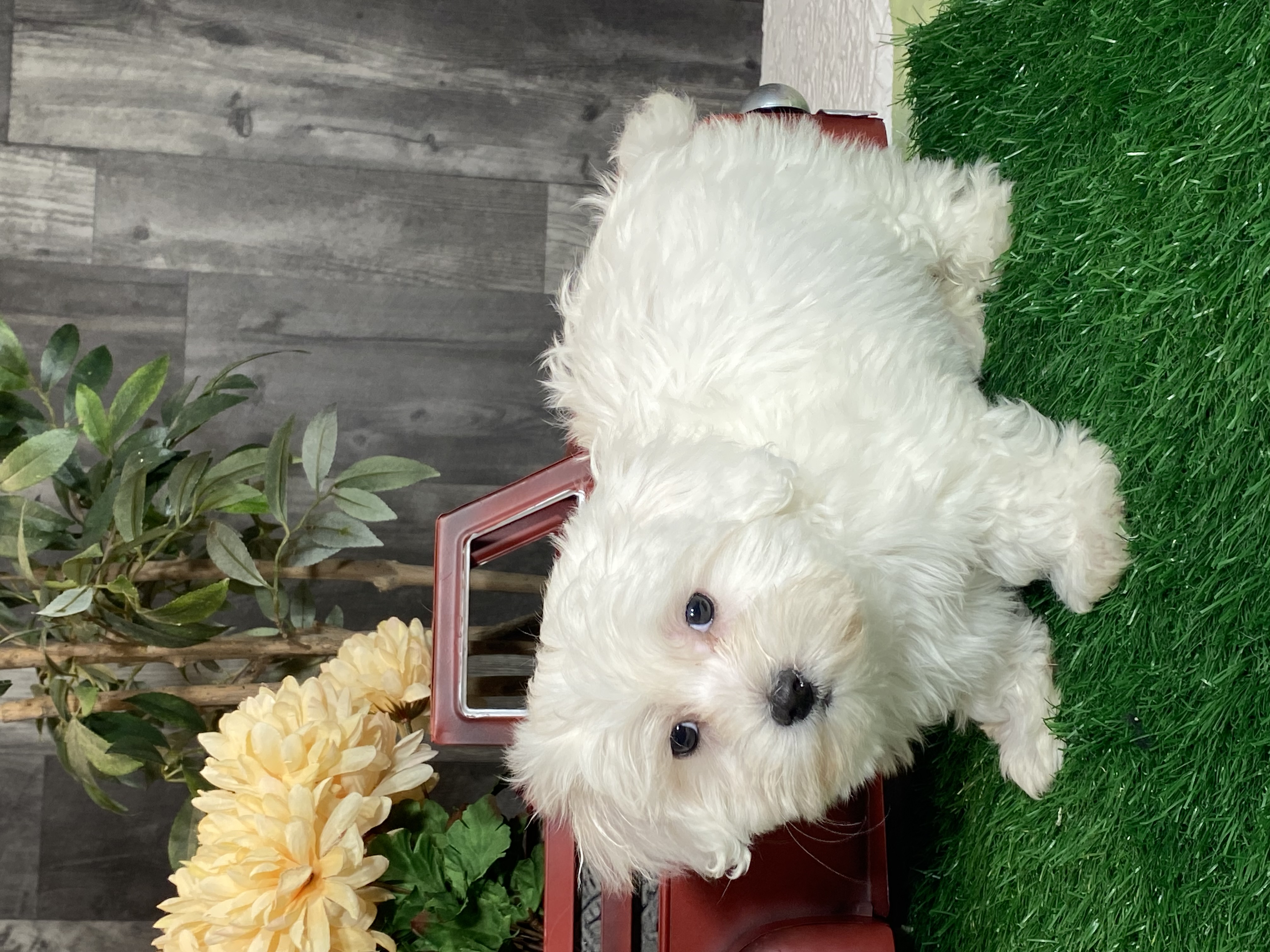 puppy, for, sale, Coton de Tulear, Curtis  Martin, dog, breeder, Seneca Falls, NY, dog-breeder, puppy-for-sale, forsale, nearby, find, puppyfind, locator, puppylocator, aca