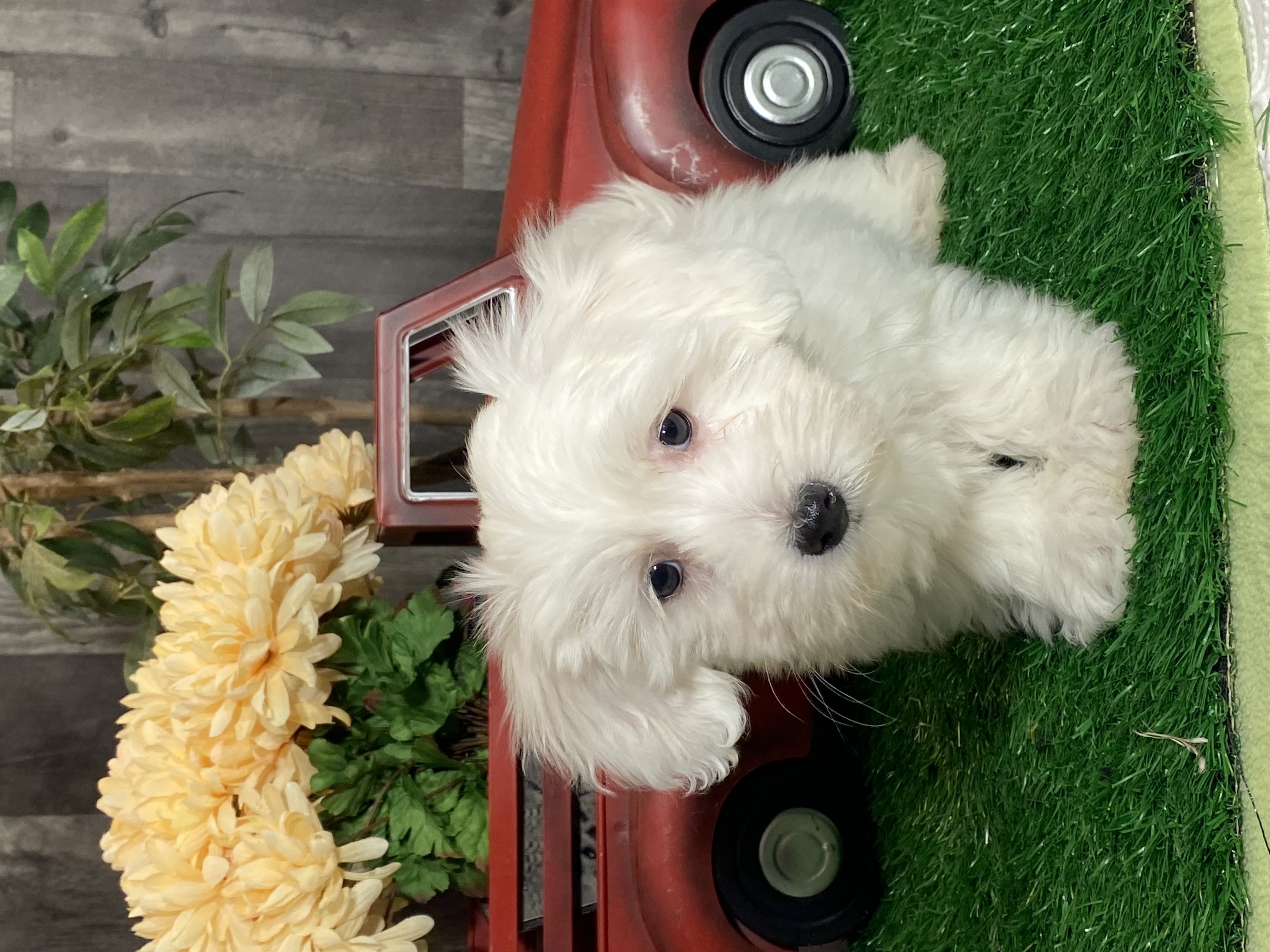 puppy, for, sale, Coton de Tulear, Curtis  Martin, dog, breeder, Seneca Falls, NY, dog-breeder, puppy-for-sale, forsale, nearby, find, puppyfind, locator, puppylocator, aca