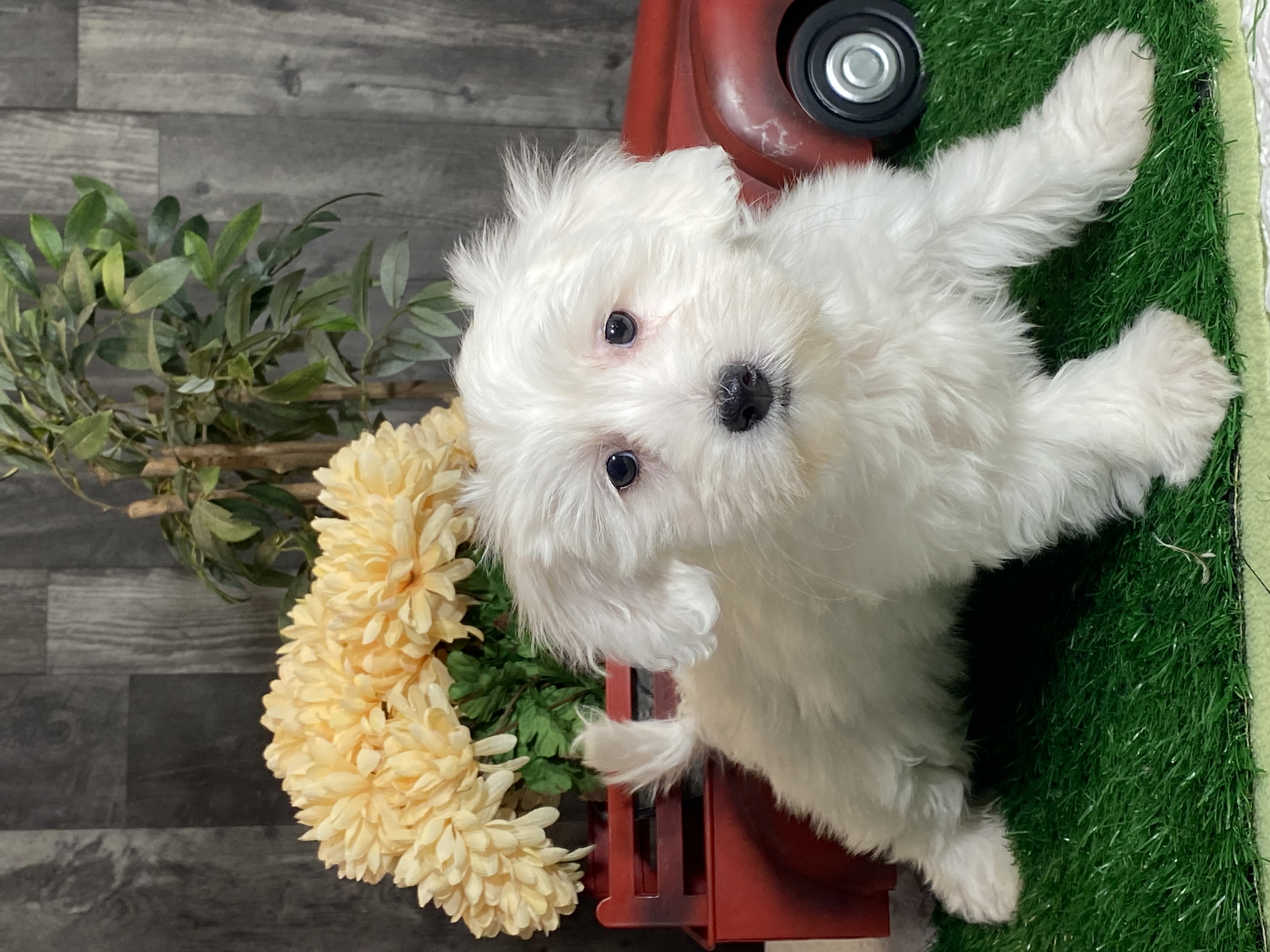 puppy, for, sale, Coton de Tulear, Curtis  Martin, dog, breeder, Seneca Falls, NY, dog-breeder, puppy-for-sale, forsale, nearby, find, puppyfind, locator, puppylocator, aca