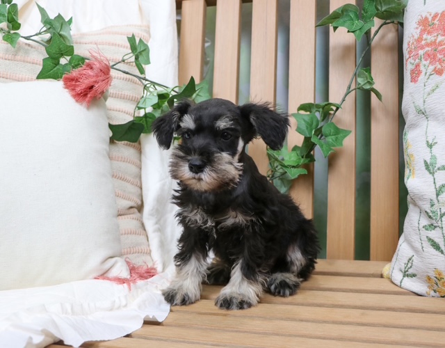 puppy, for, sale, Mini Schnauzer, Nationwide Puppies  , dog, breeder, New York, NY, dog-breeder, puppy-for-sale, forsale, nearby, find, puppyfind, locator, puppylocator, aca