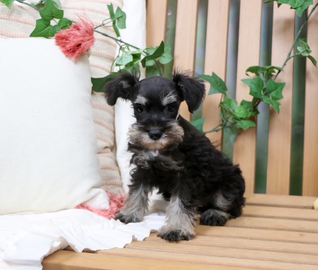 puppy, for, sale, Mini Schnauzer, Nationwide Puppies  , dog, breeder, New York, NY, dog-breeder, puppy-for-sale, forsale, nearby, find, puppyfind, locator, puppylocator, aca
