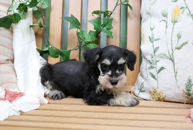 puppy, for, sale, Mini Schnauzer, Nationwide Puppies  , dog, breeder, New York, NY, dog-breeder, puppy-for-sale, forsale, nearby, find, puppyfind, locator, puppylocator, aca