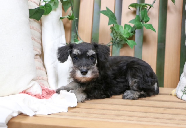 puppy, for, sale, Mini Schnauzer, Nationwide Puppies  , dog, breeder, New York, NY, dog-breeder, puppy-for-sale, forsale, nearby, find, puppyfind, locator, puppylocator, aca