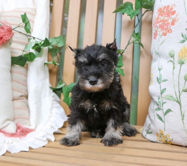 puppy, for, sale, Mini Schnauzer, Nationwide Puppies  , dog, breeder, New York, NY, dog-breeder, puppy-for-sale, forsale, nearby, find, puppyfind, locator, puppylocator, aca