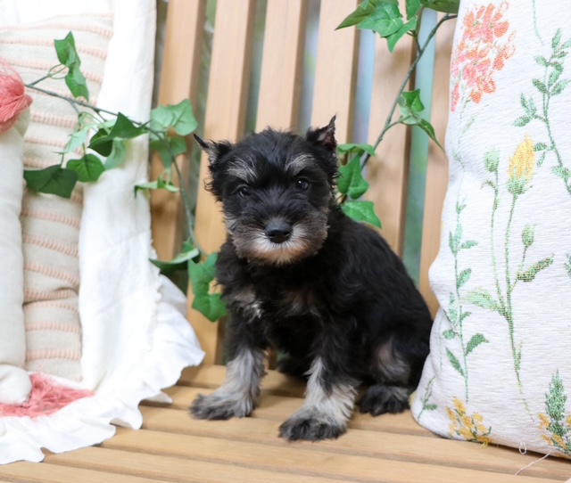 puppy, for, sale, Mini Schnauzer, Nationwide Puppies  , dog, breeder, New York, NY, dog-breeder, puppy-for-sale, forsale, nearby, find, puppyfind, locator, puppylocator, aca