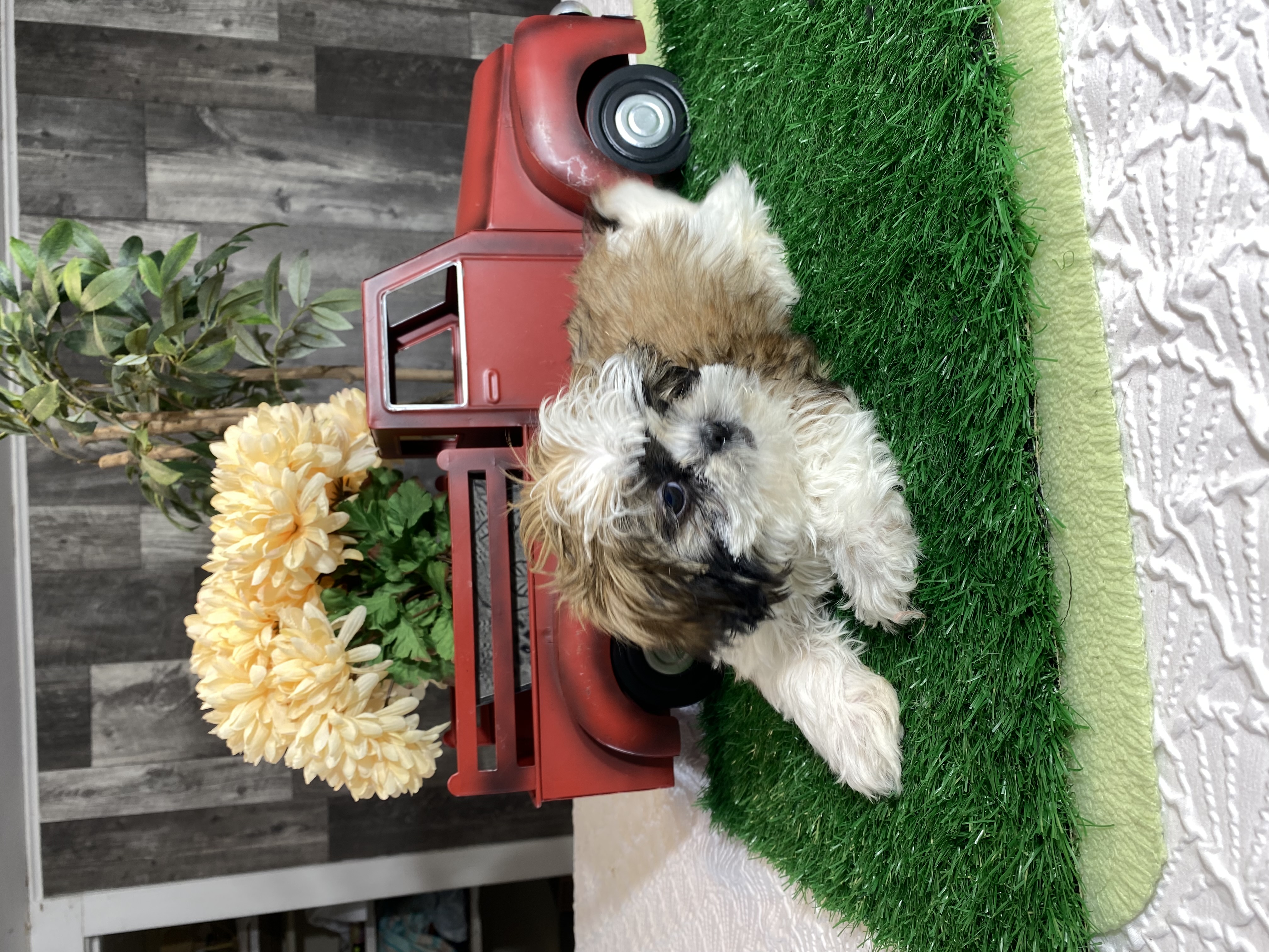 puppy, for, sale, Shih Tzu, Curtis  Martin, dog, breeder, Seneca Falls, NY, dog-breeder, puppy-for-sale, forsale, nearby, find, puppyfind, locator, puppylocator, aca