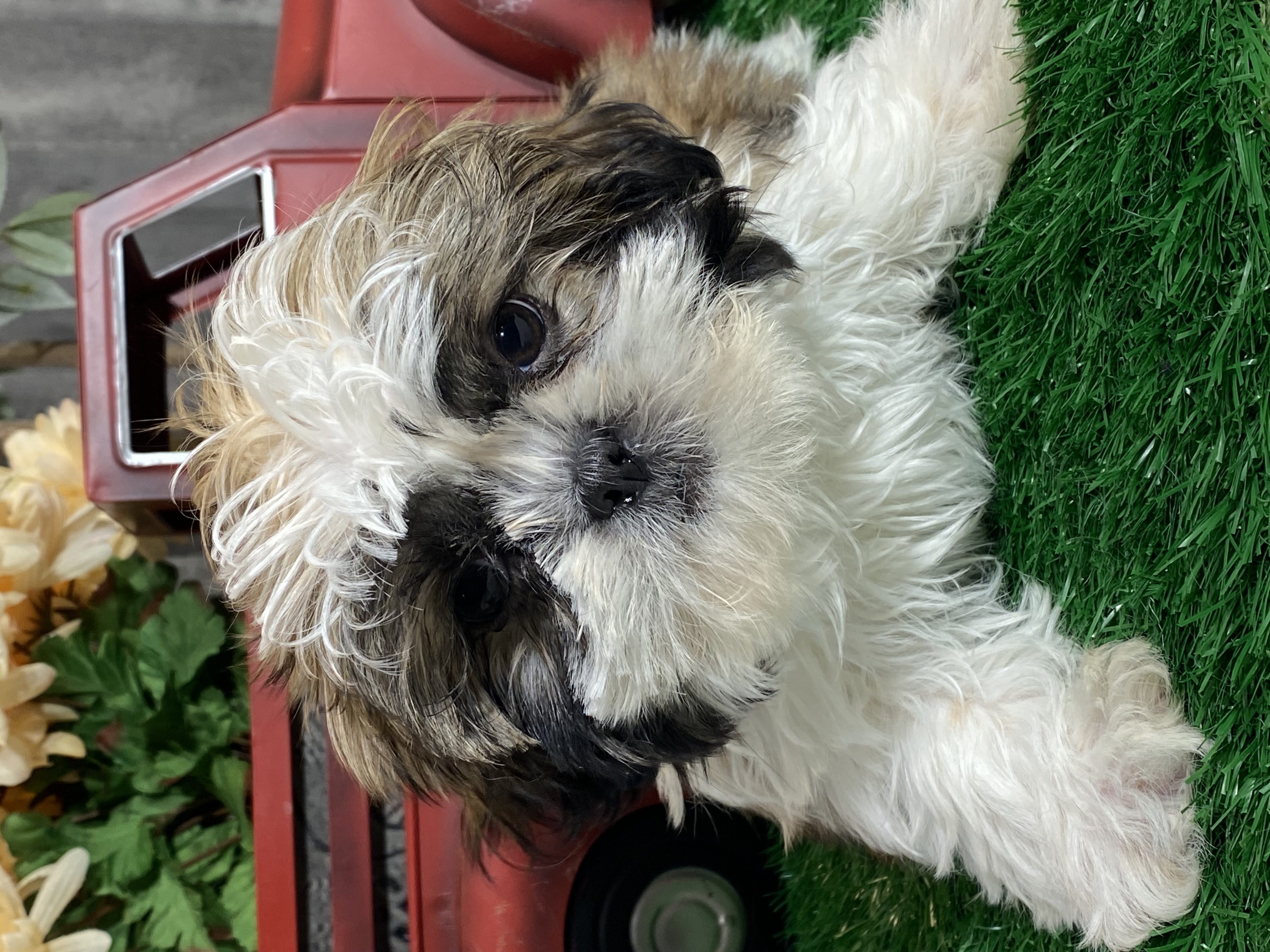 puppy, for, sale, Shih Tzu, Curtis  Martin, dog, breeder, Seneca Falls, NY, dog-breeder, puppy-for-sale, forsale, nearby, find, puppyfind, locator, puppylocator, aca