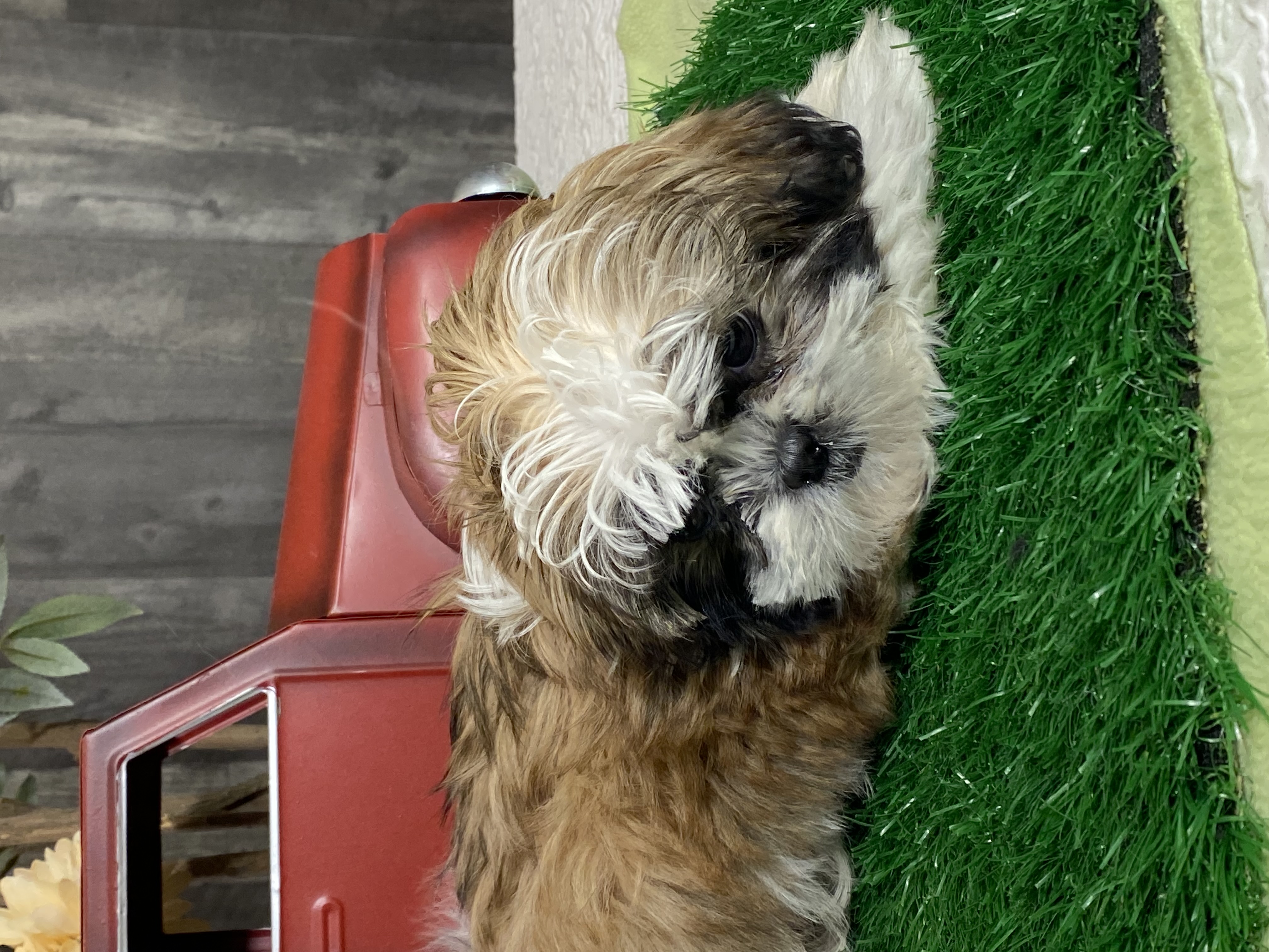 puppy, for, sale, Shih Tzu, Curtis  Martin, dog, breeder, Seneca Falls, NY, dog-breeder, puppy-for-sale, forsale, nearby, find, puppyfind, locator, puppylocator, aca