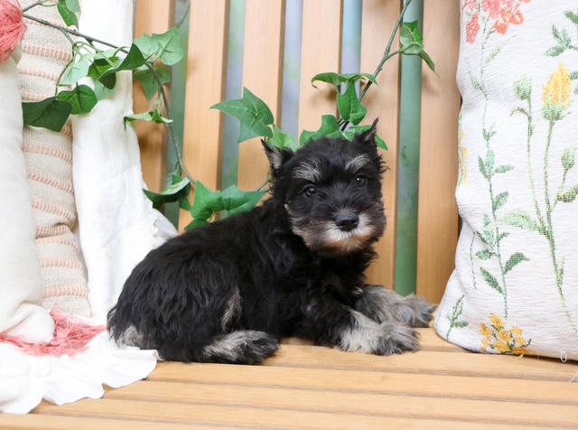 puppy, for, sale, Mini Schnauzer, Nationwide Puppies  , dog, breeder, New York, NY, dog-breeder, puppy-for-sale, forsale, nearby, find, puppyfind, locator, puppylocator, aca