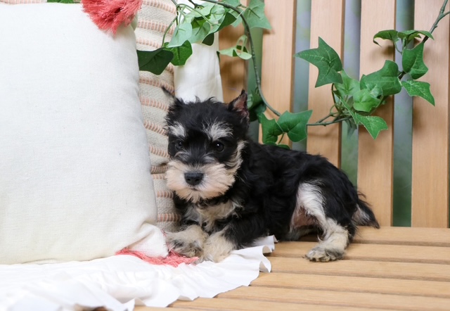 puppy, for, sale, Mini Schnauzer, Nationwide Puppies  , dog, breeder, New York, NY, dog-breeder, puppy-for-sale, forsale, nearby, find, puppyfind, locator, puppylocator, aca
