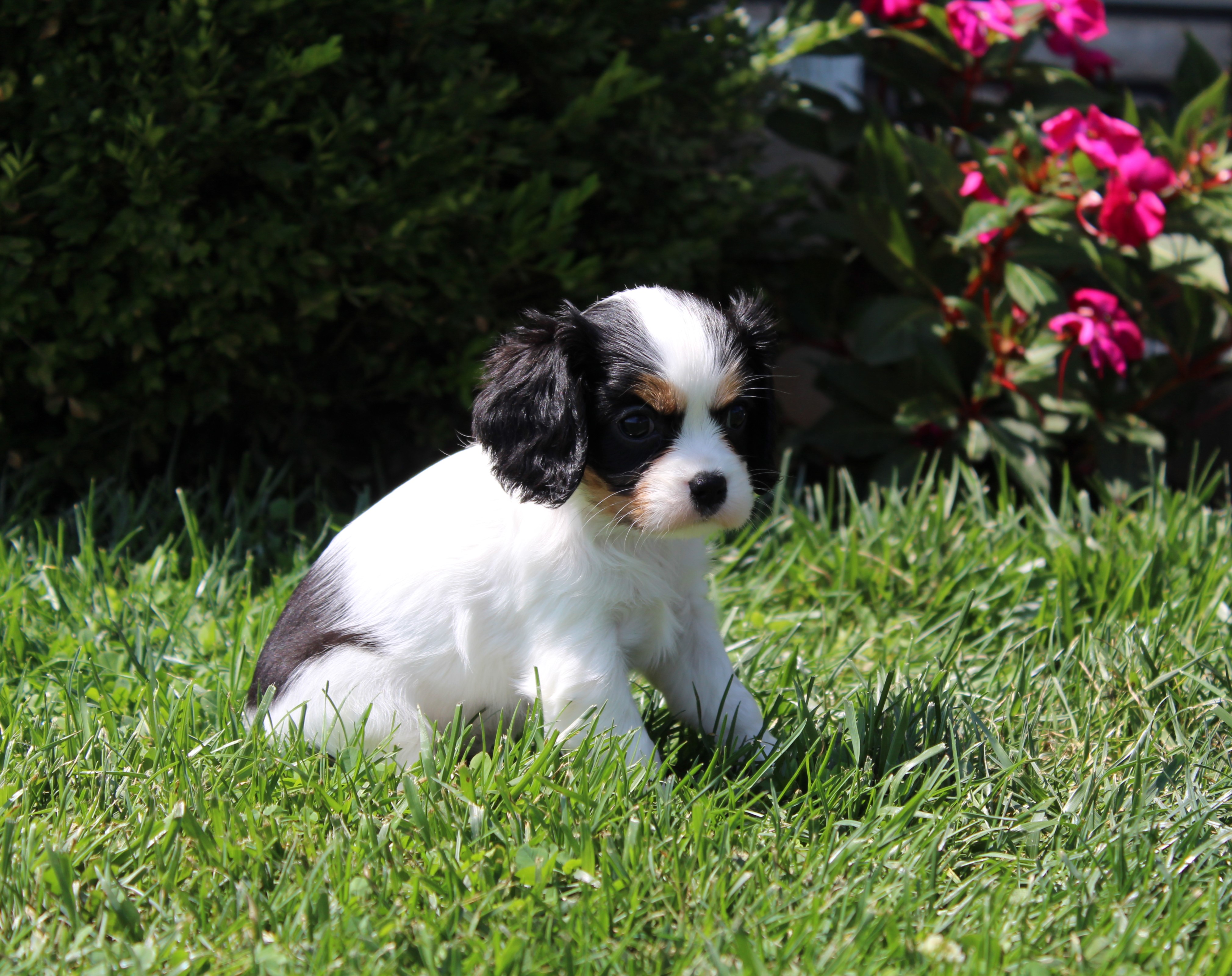 puppy, for, sale, Cavalier King Charles Spaniel,   Little Stream Estates LLC, dog, breeder, Lititz, PA, dog-breeder, puppy-for-sale, forsale, nearby, find, puppyfind, locator, puppylocator, aca