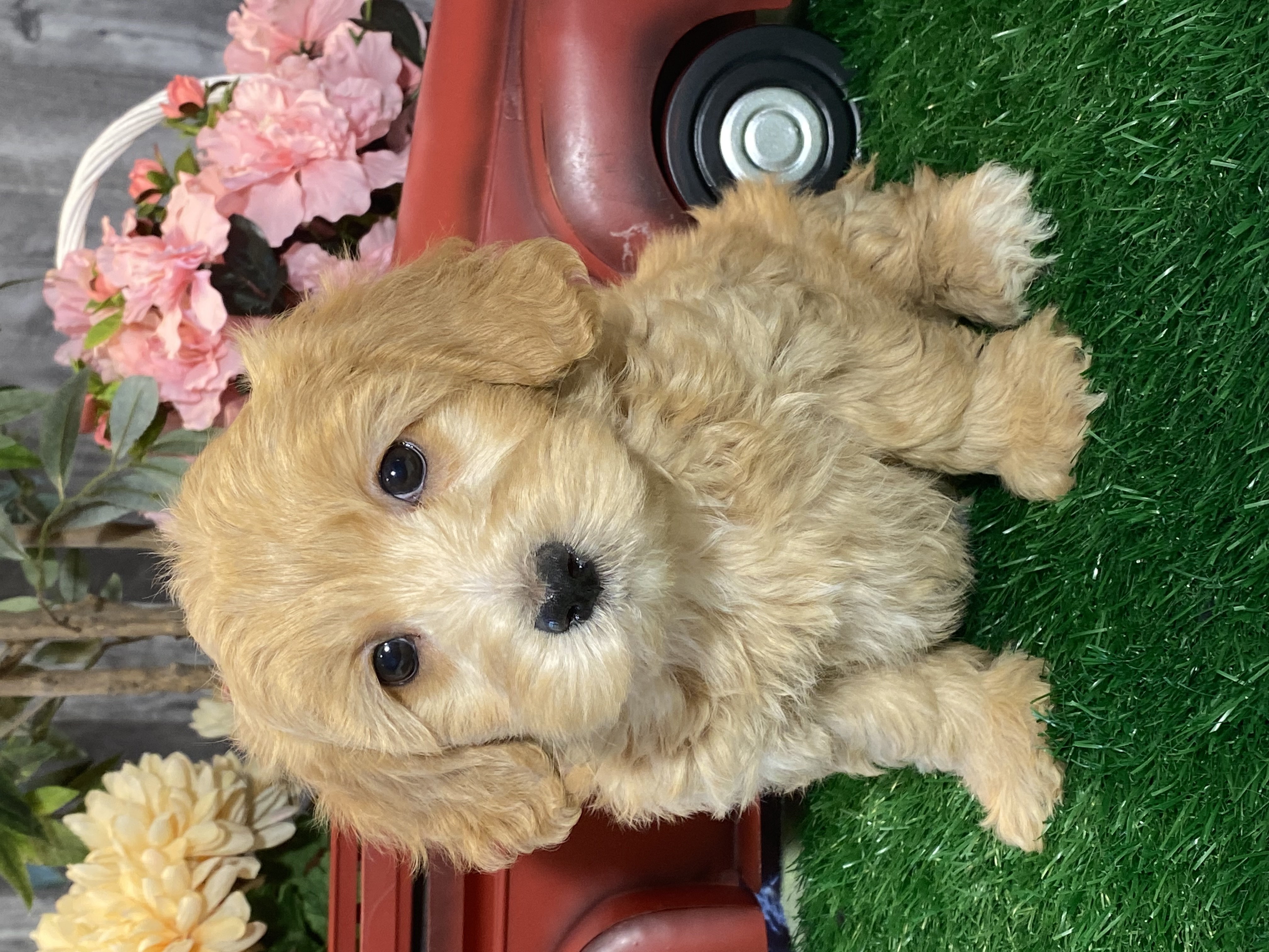 puppy, for, sale, Malti Poo, Curtis  Martin, dog, breeder, Seneca Falls, NY, dog-breeder, puppy-for-sale, forsale, nearby, find, puppyfind, locator, puppylocator, aca