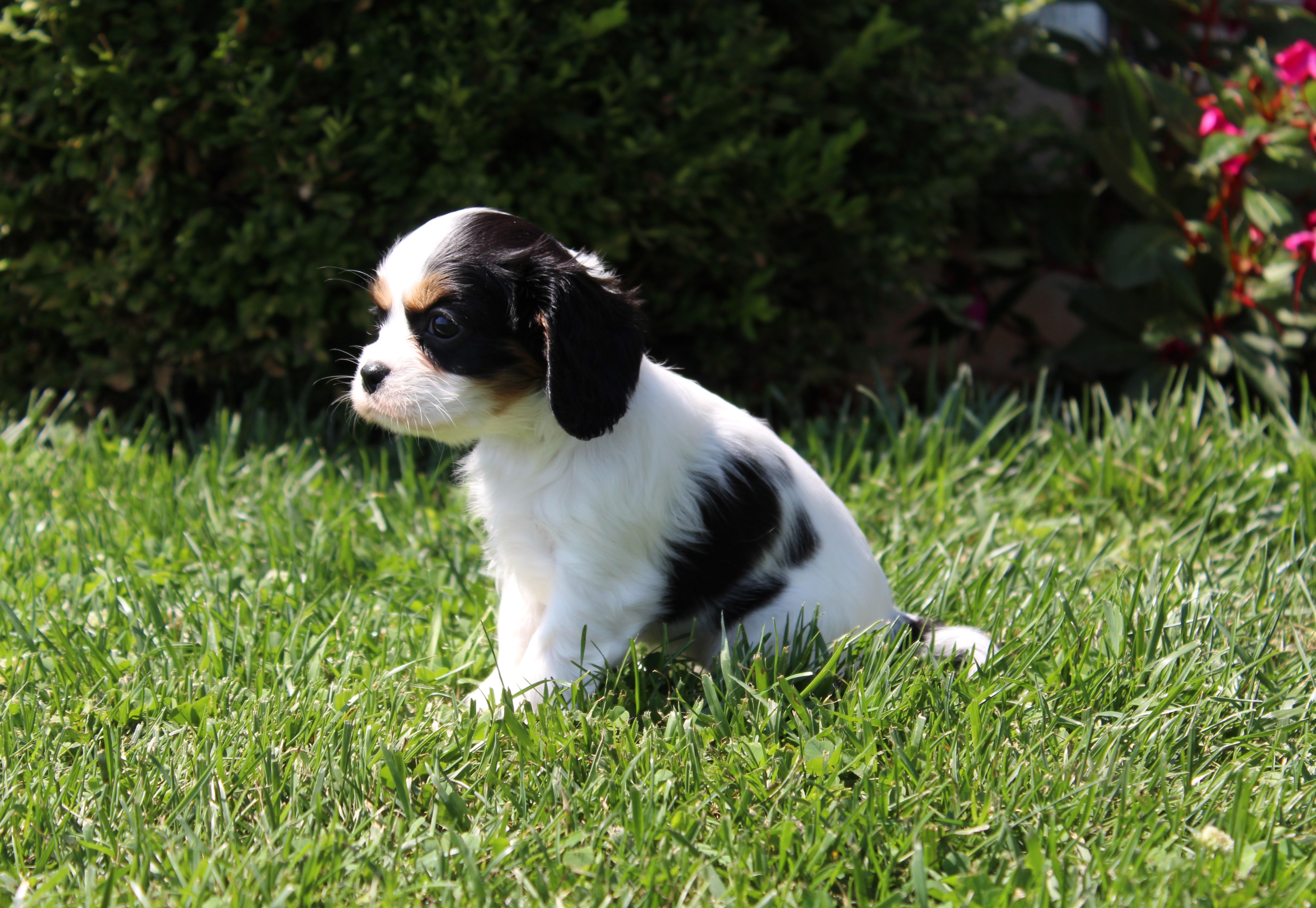 puppy, for, sale, Cavalier King Charles Spaniel,   Little Stream Estates LLC, dog, breeder, Lititz, PA, dog-breeder, puppy-for-sale, forsale, nearby, find, puppyfind, locator, puppylocator, aca