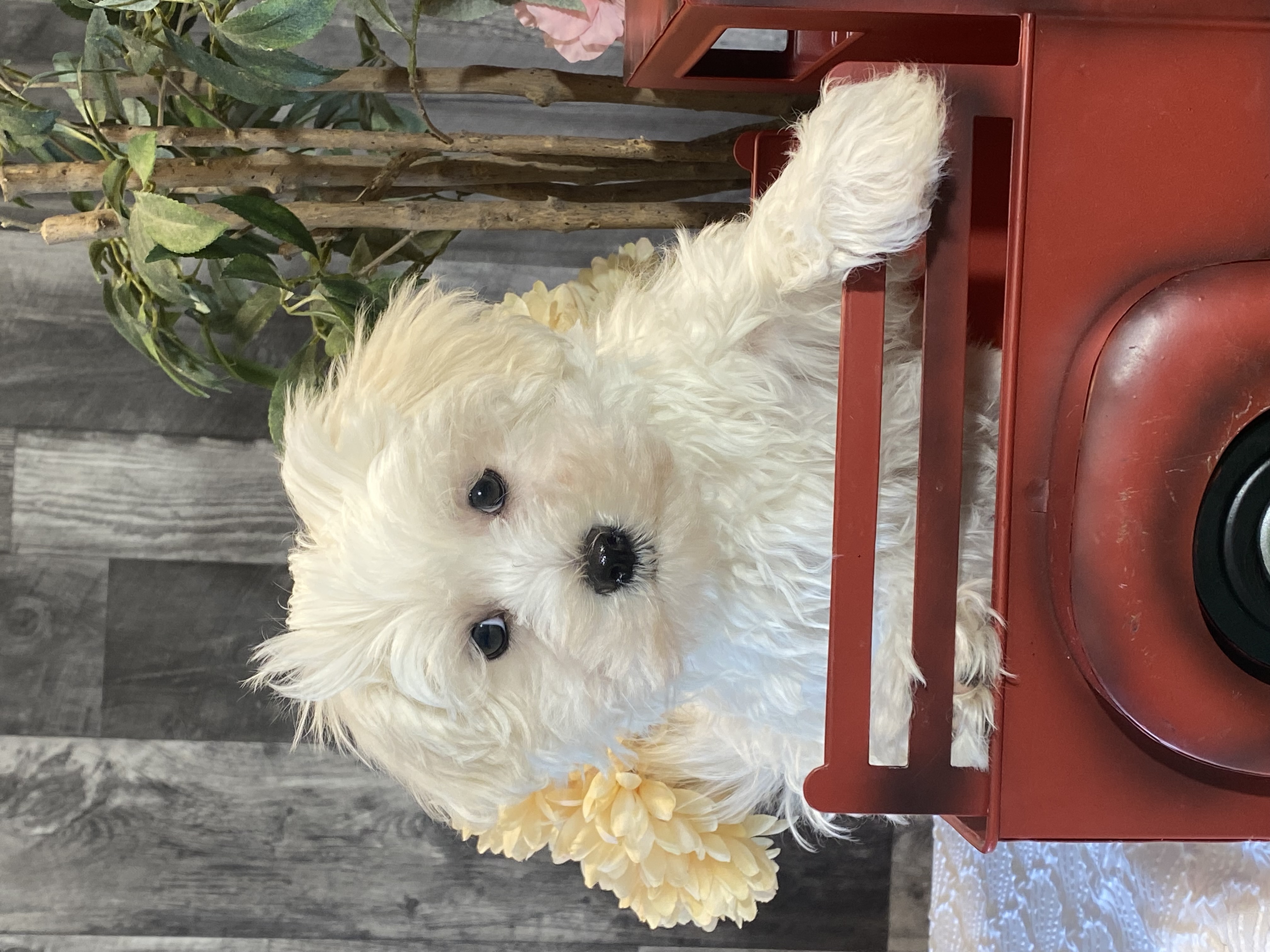 puppy, for, sale, Maltese, Curtis  Martin, dog, breeder, Seneca Falls, NY, dog-breeder, puppy-for-sale, forsale, nearby, find, puppyfind, locator, puppylocator, aca