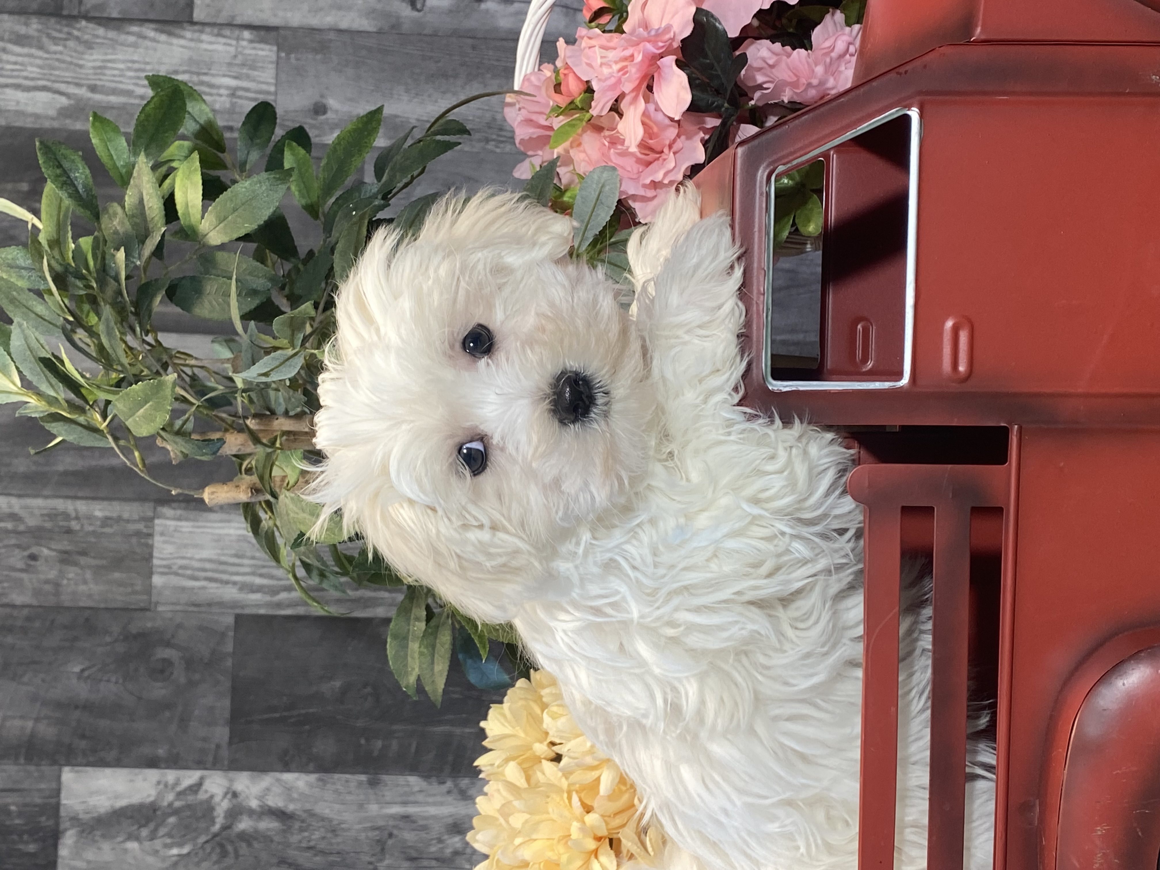 puppy, for, sale, Maltese, Curtis  Martin, dog, breeder, Seneca Falls, NY, dog-breeder, puppy-for-sale, forsale, nearby, find, puppyfind, locator, puppylocator, aca