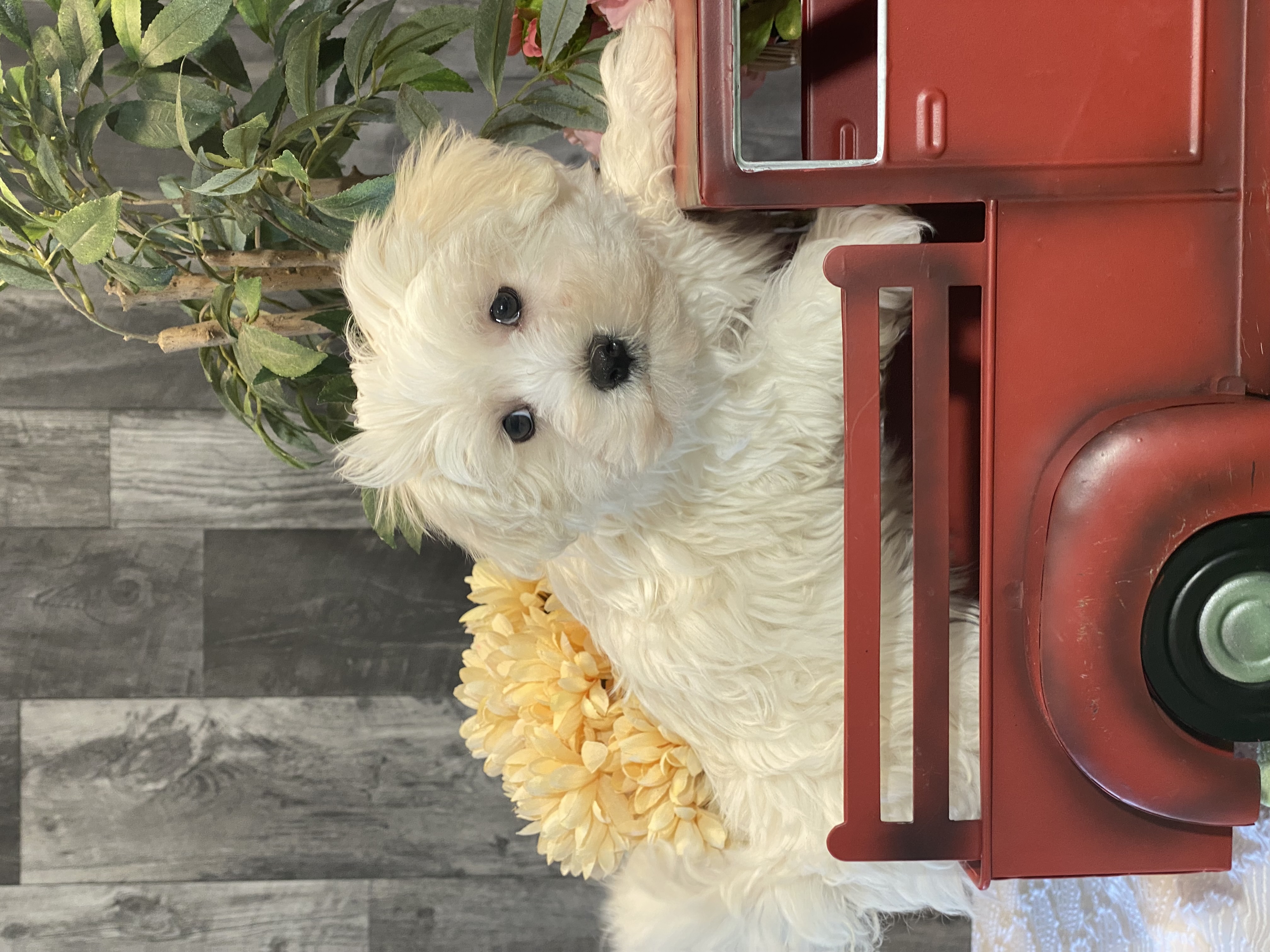 puppy, for, sale, Maltese, Curtis  Martin, dog, breeder, Seneca Falls, NY, dog-breeder, puppy-for-sale, forsale, nearby, find, puppyfind, locator, puppylocator, aca