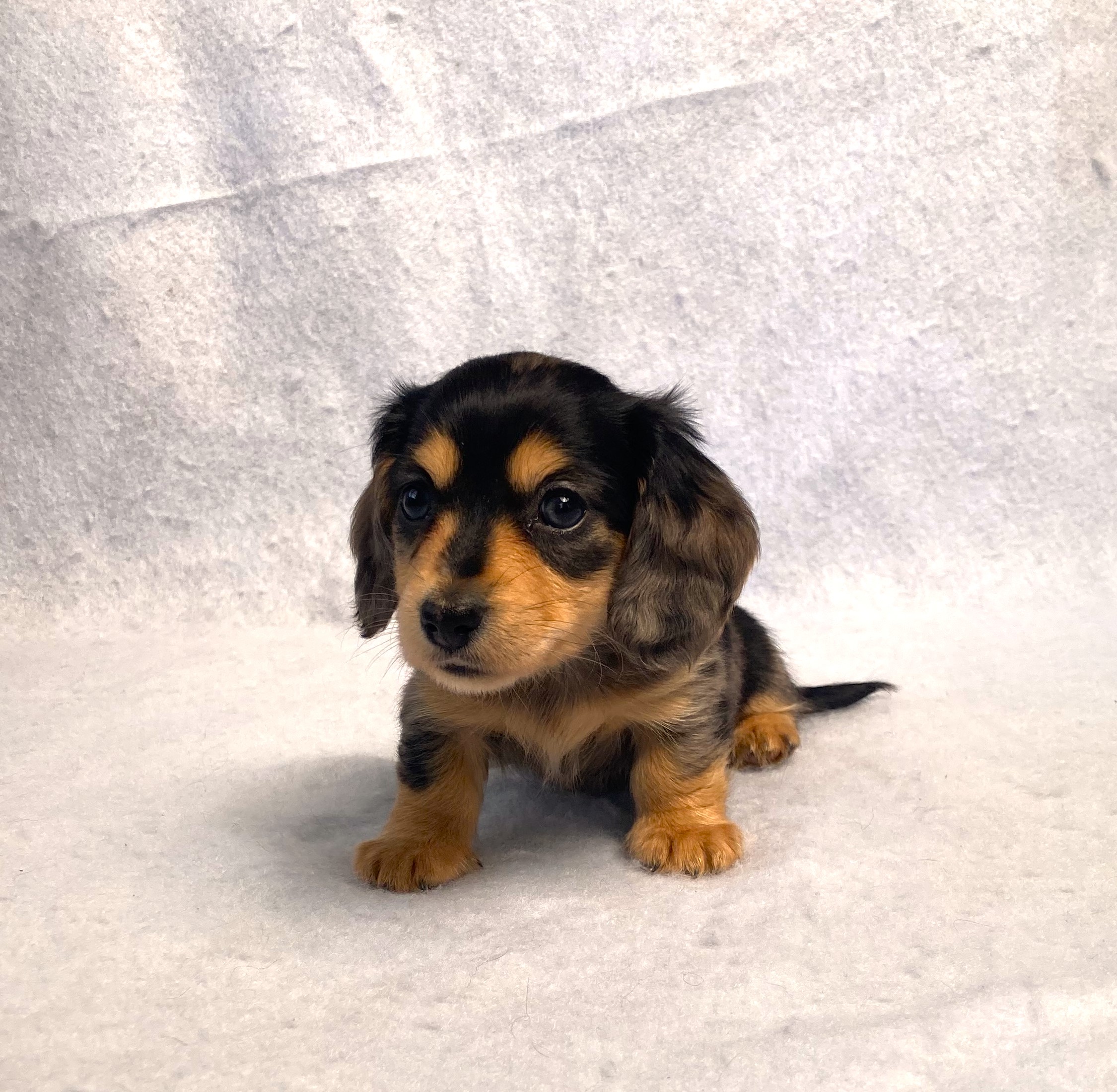 puppy, for, sale, Dachshund,   Little Stream Estates LLC, dog, breeder, Lititz, PA, dog-breeder, puppy-for-sale, forsale, nearby, find, puppyfind, locator, puppylocator, aca