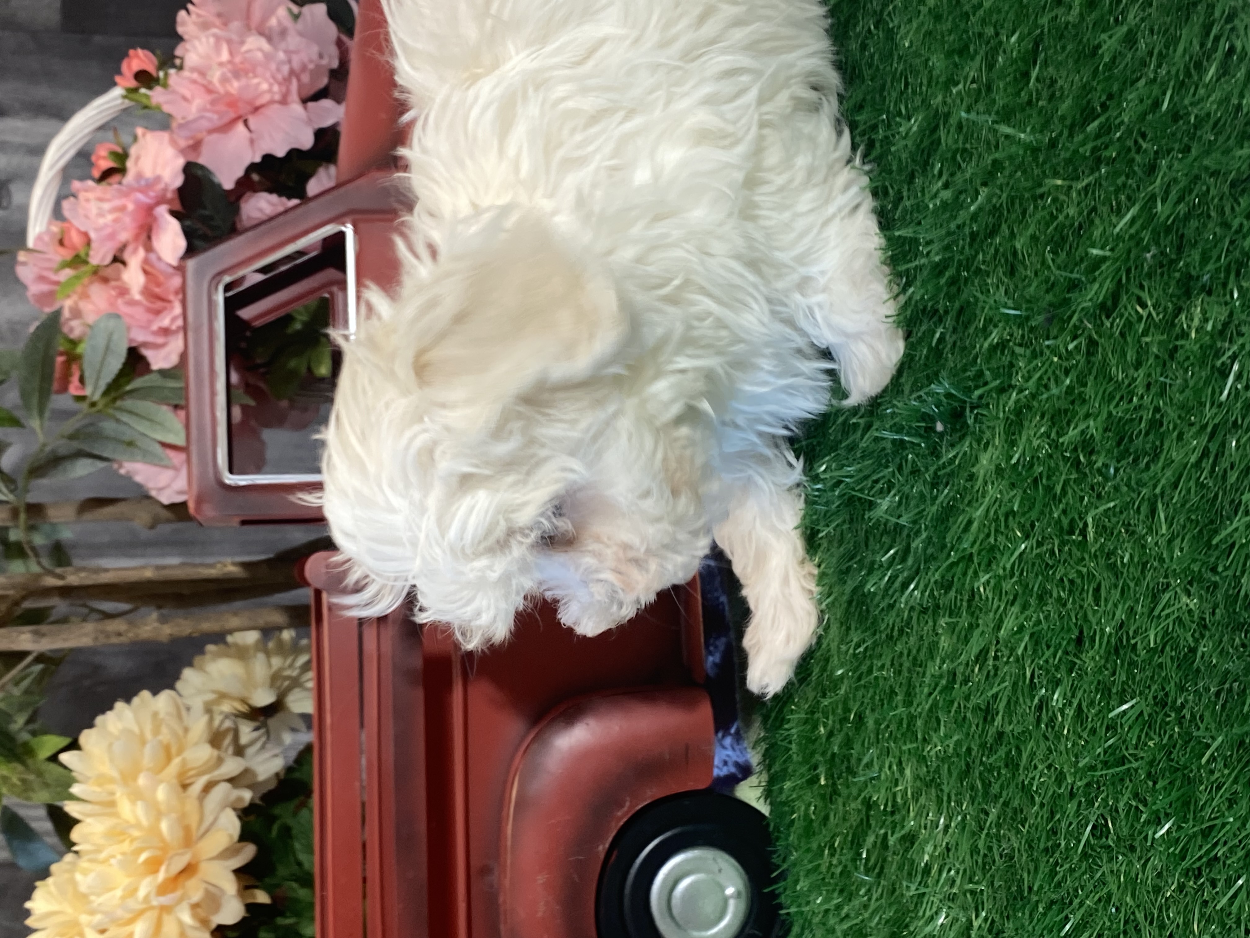 puppy, for, sale, Maltese, Curtis  Martin, dog, breeder, Seneca Falls, NY, dog-breeder, puppy-for-sale, forsale, nearby, find, puppyfind, locator, puppylocator, aca