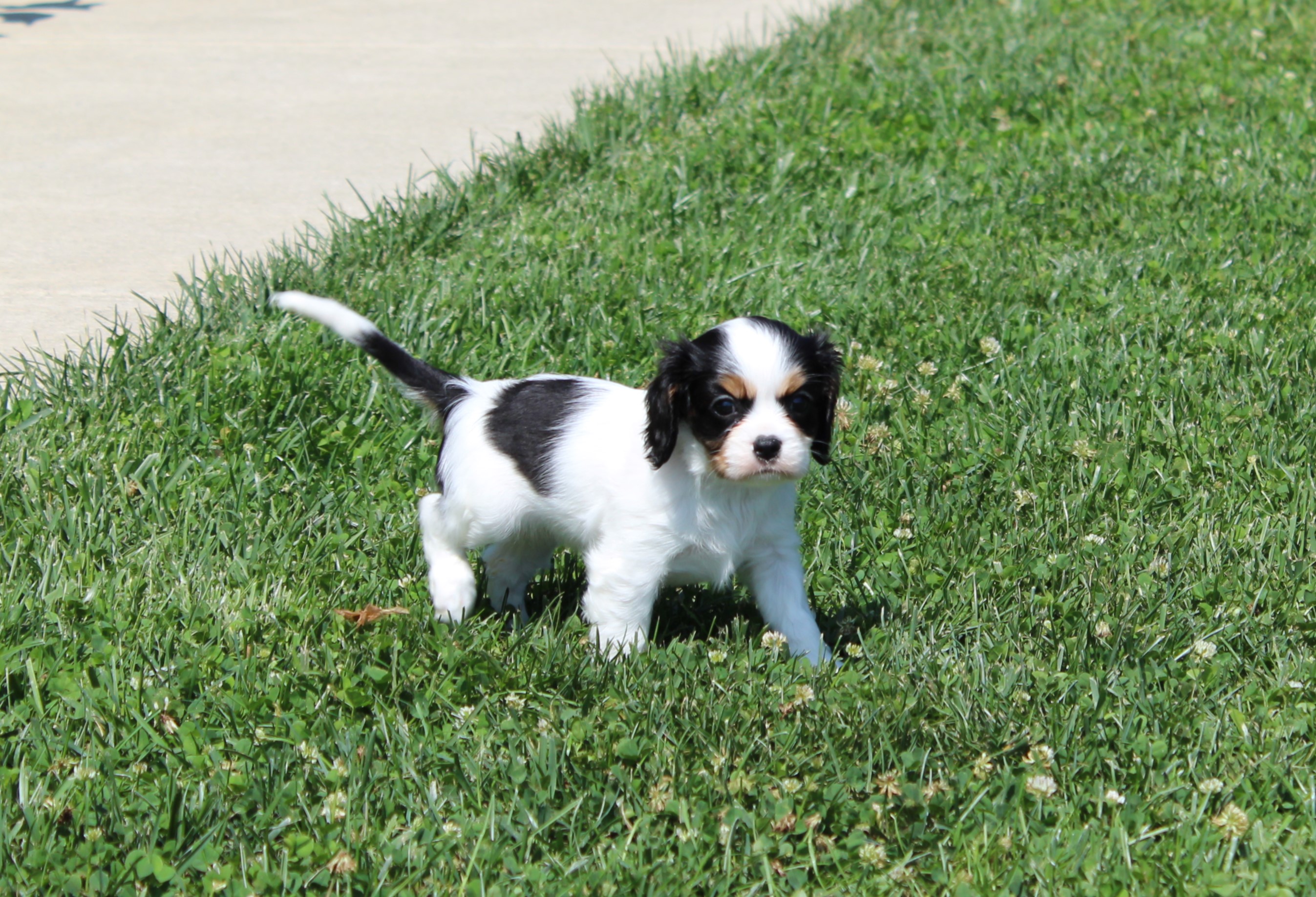 puppy, for, sale, Cavalier King Charles Spaniel,   Little Stream Estates LLC, dog, breeder, Lititz, PA, dog-breeder, puppy-for-sale, forsale, nearby, find, puppyfind, locator, puppylocator, aca
