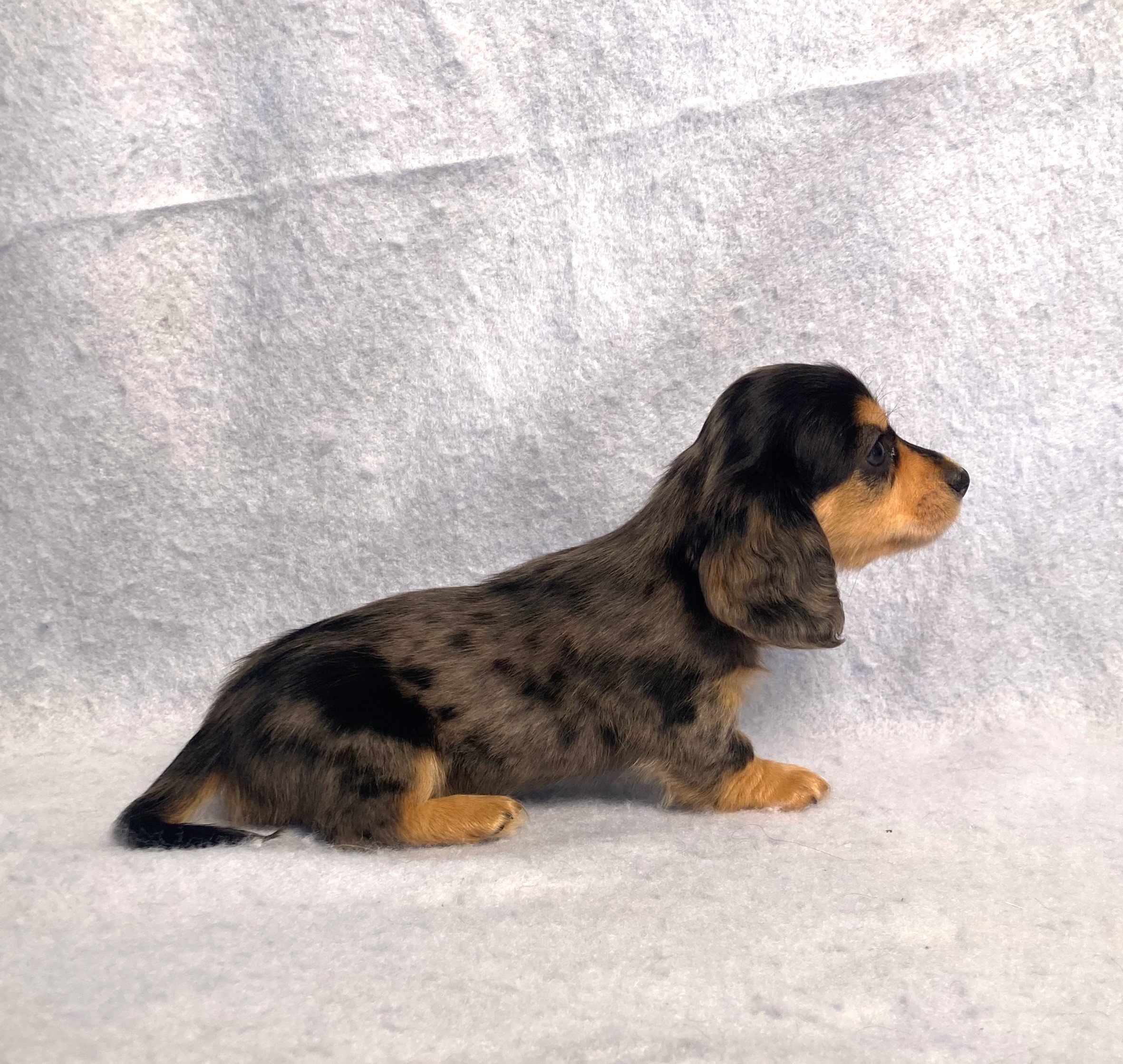 puppy, for, sale, Dachshund,   Little Stream Estates LLC, dog, breeder, Lititz, PA, dog-breeder, puppy-for-sale, forsale, nearby, find, puppyfind, locator, puppylocator, aca