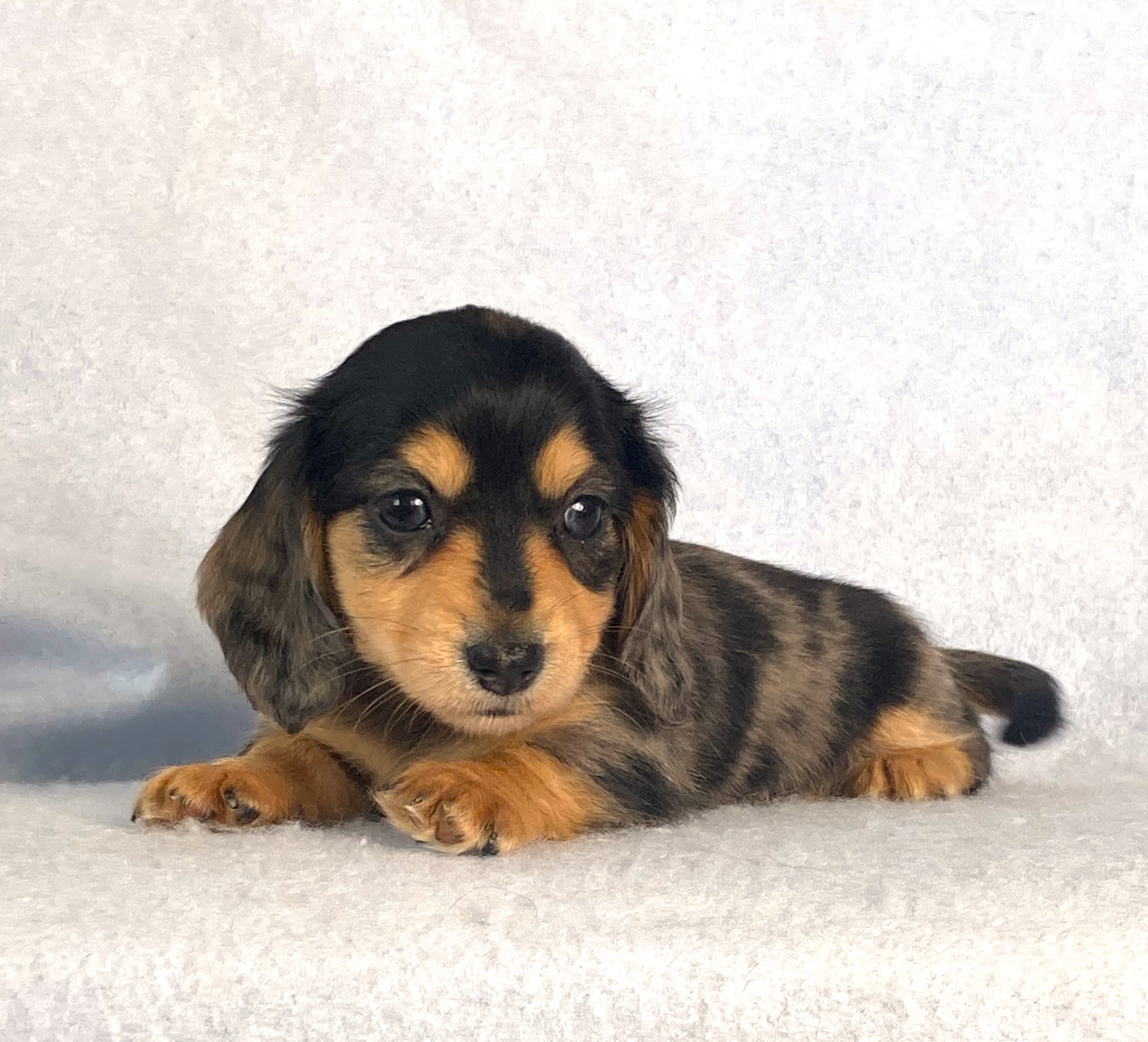 puppy, for, sale, Dachshund,   Little Stream Estates LLC, dog, breeder, Lititz, PA, dog-breeder, puppy-for-sale, forsale, nearby, find, puppyfind, locator, puppylocator, aca