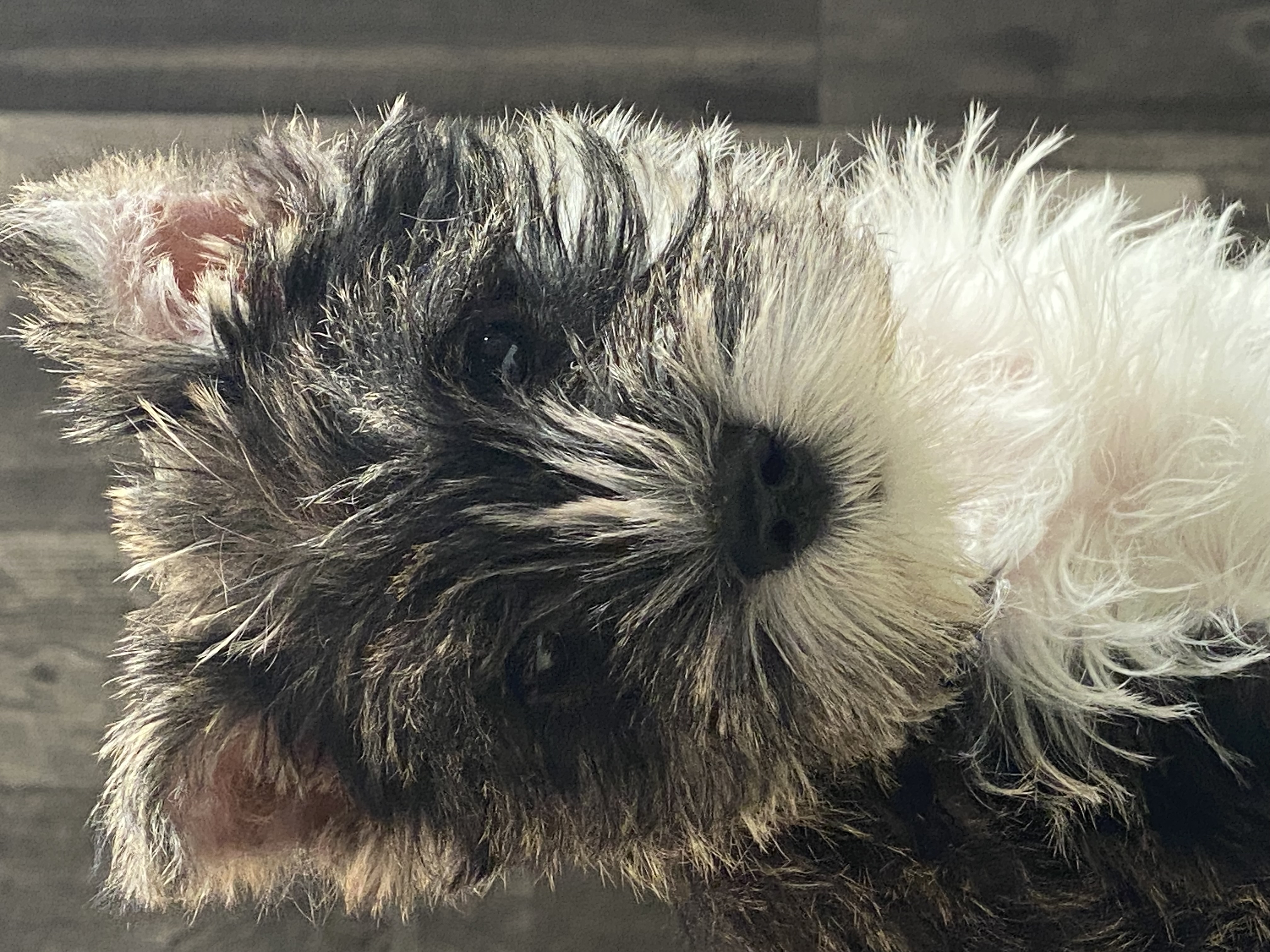 puppy, for, sale, Miniature Schnauzer, Curtis  Martin, dog, breeder, Seneca Falls, NY, dog-breeder, puppy-for-sale, forsale, nearby, find, puppyfind, locator, puppylocator, aca