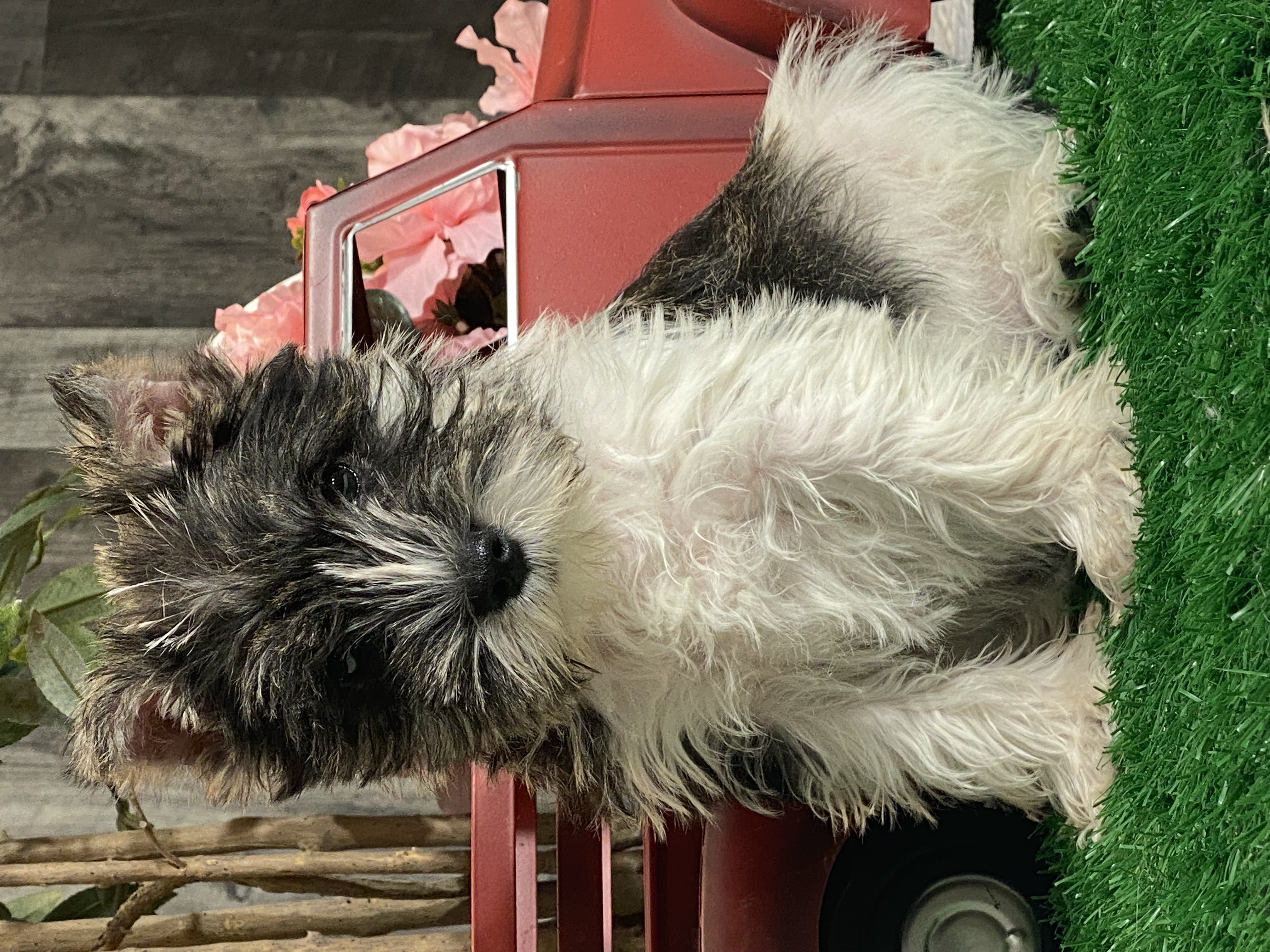 puppy, for, sale, Miniature Schnauzer, Curtis  Martin, dog, breeder, Seneca Falls, NY, dog-breeder, puppy-for-sale, forsale, nearby, find, puppyfind, locator, puppylocator, aca