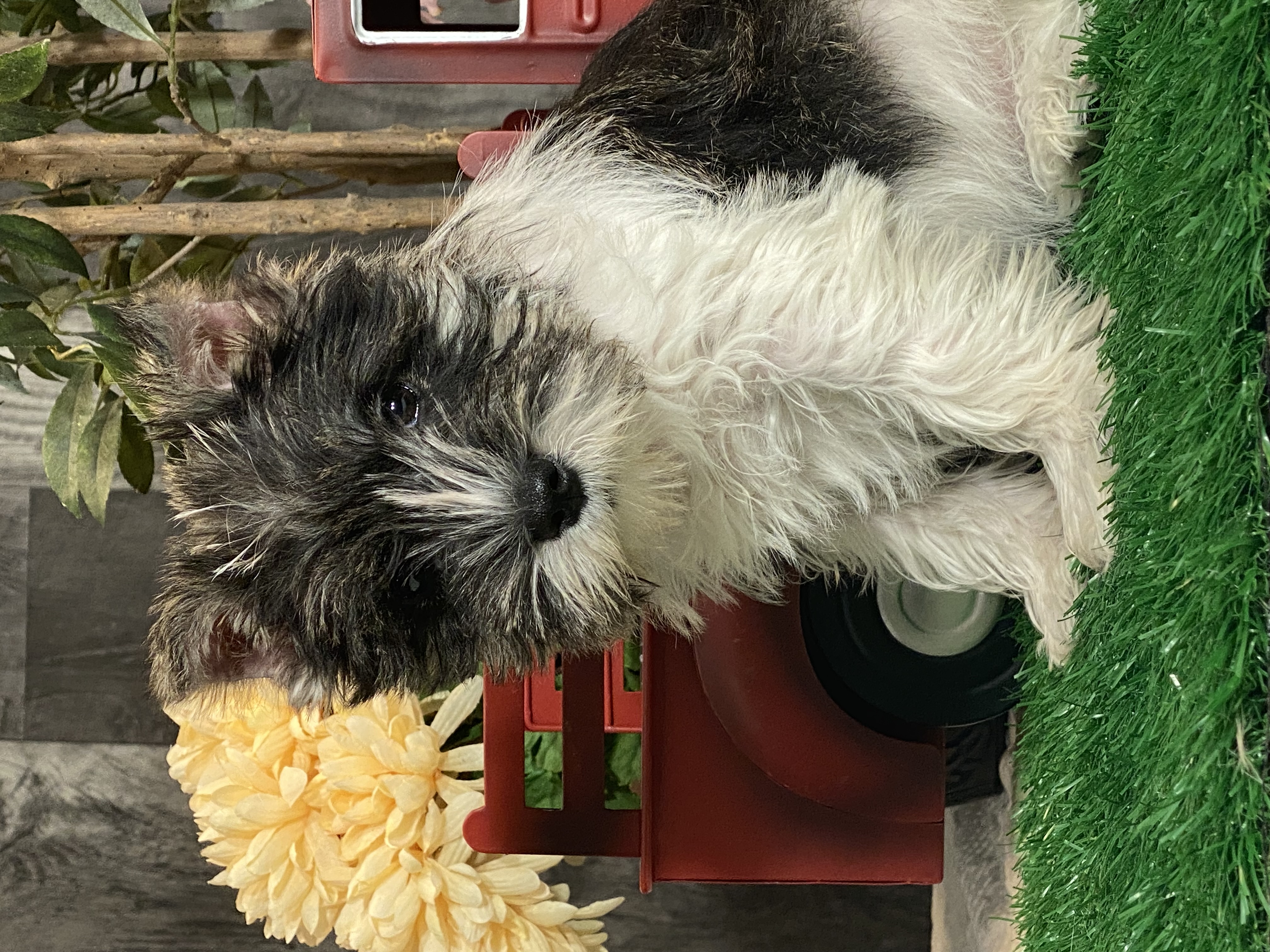 puppy, for, sale, Miniature Schnauzer, Curtis  Martin, dog, breeder, Seneca Falls, NY, dog-breeder, puppy-for-sale, forsale, nearby, find, puppyfind, locator, puppylocator, aca