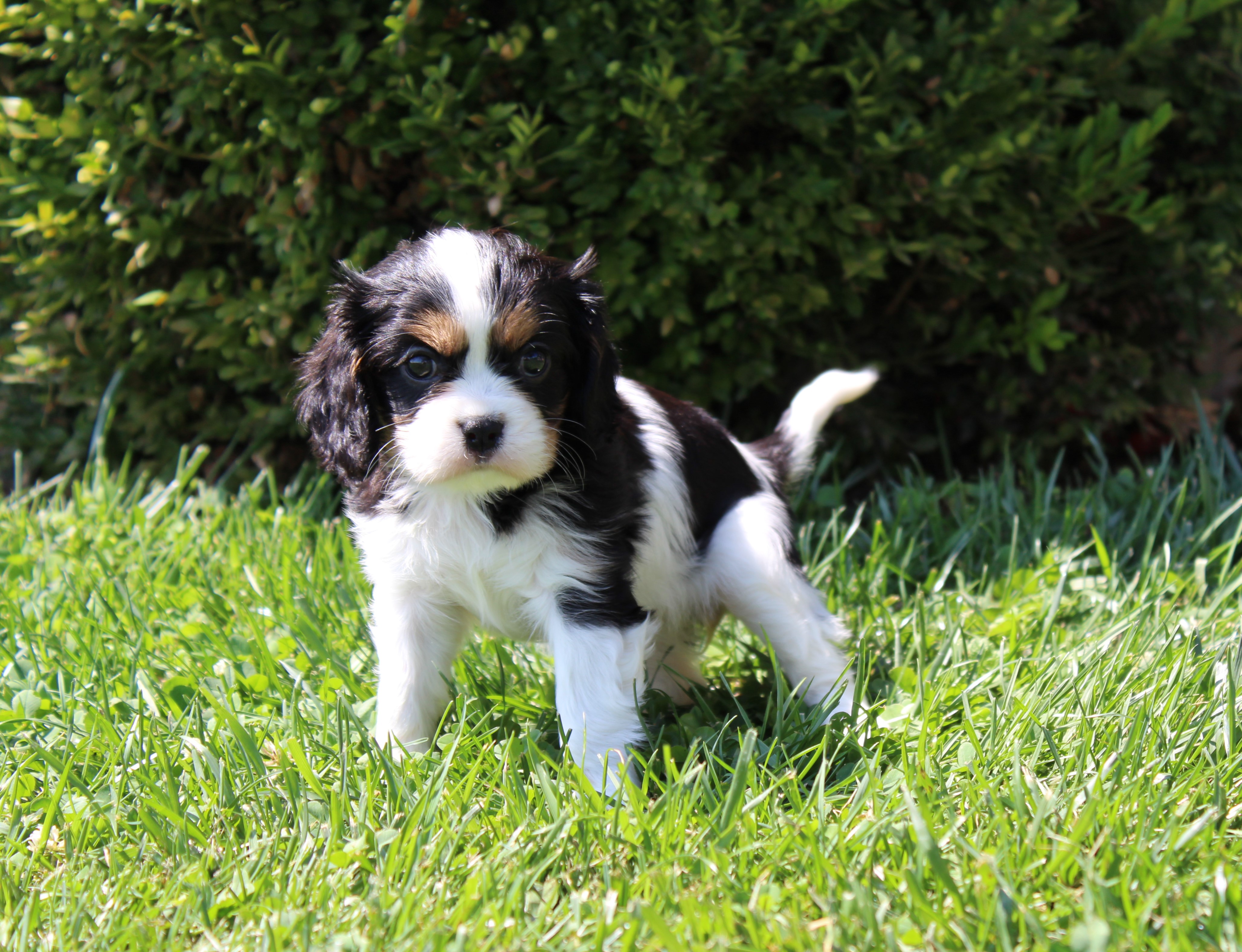 puppy, for, sale, Cavalier King Charles Spaniel,   Little Stream Estates LLC, dog, breeder, Lititz, PA, dog-breeder, puppy-for-sale, forsale, nearby, find, puppyfind, locator, puppylocator, aca
