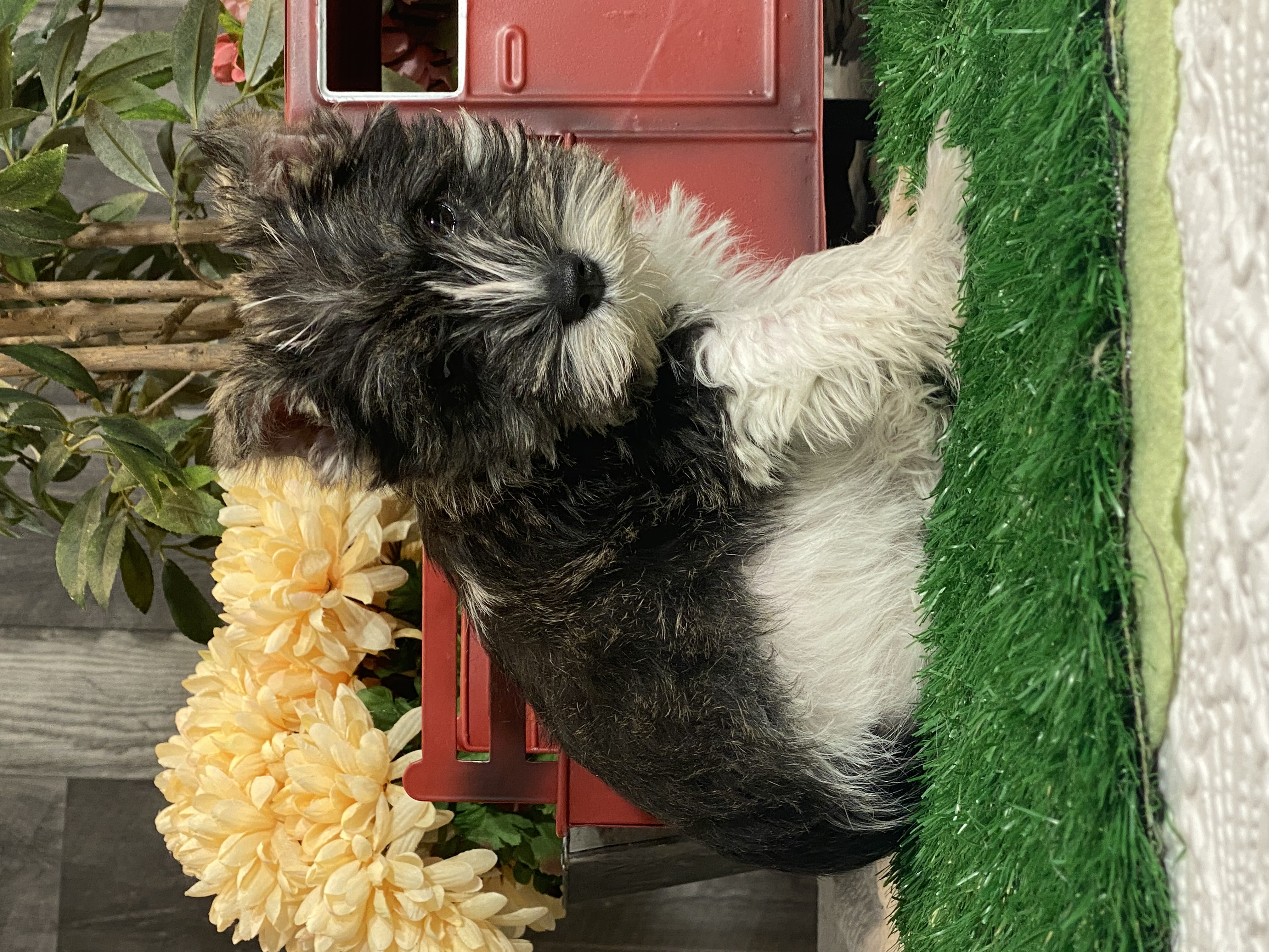 puppy, for, sale, Miniature Schnauzer, Curtis  Martin, dog, breeder, Seneca Falls, NY, dog-breeder, puppy-for-sale, forsale, nearby, find, puppyfind, locator, puppylocator, aca