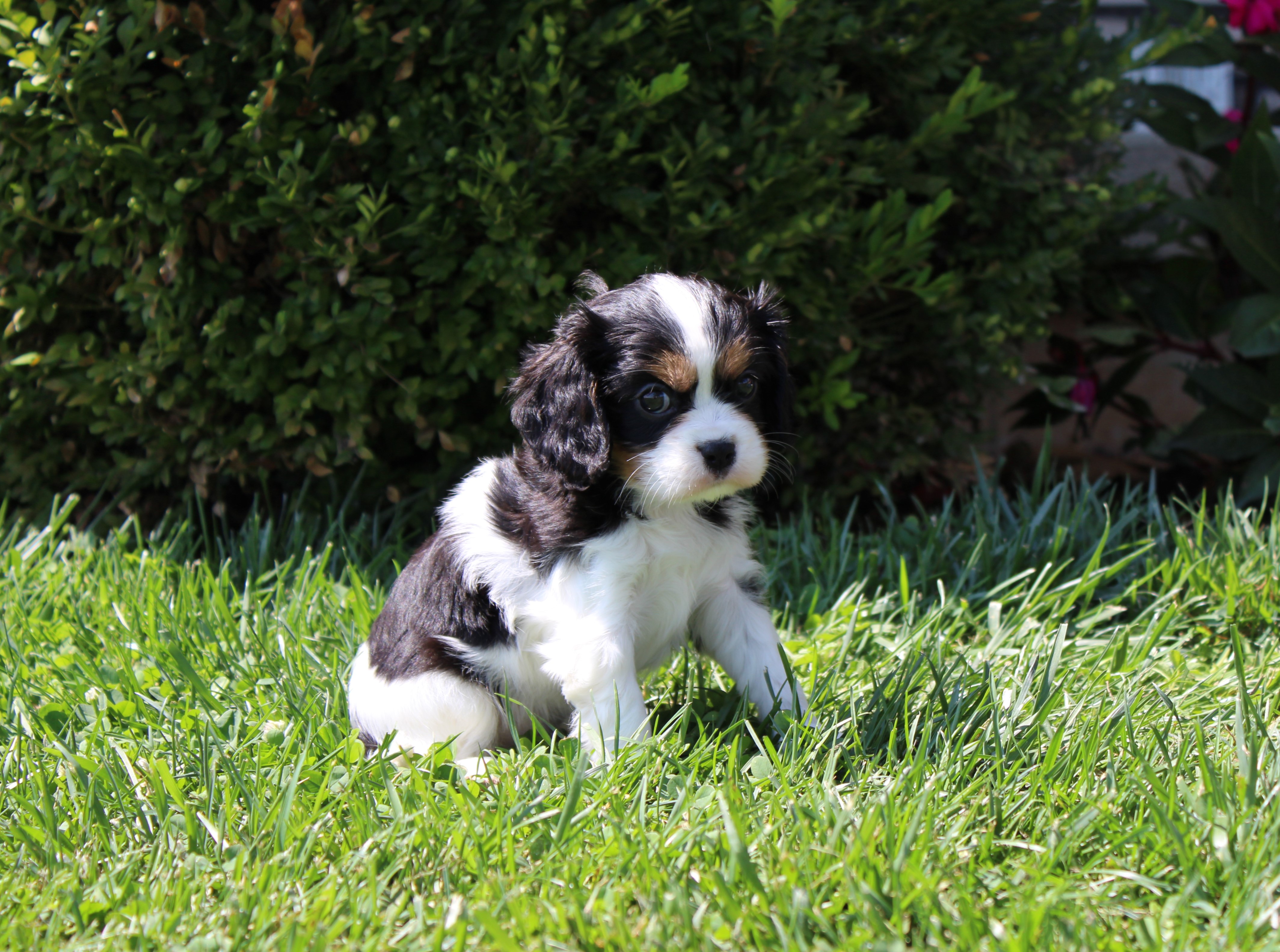 puppy, for, sale, Cavalier King Charles Spaniel,   Little Stream Estates LLC, dog, breeder, Lititz, PA, dog-breeder, puppy-for-sale, forsale, nearby, find, puppyfind, locator, puppylocator, aca
