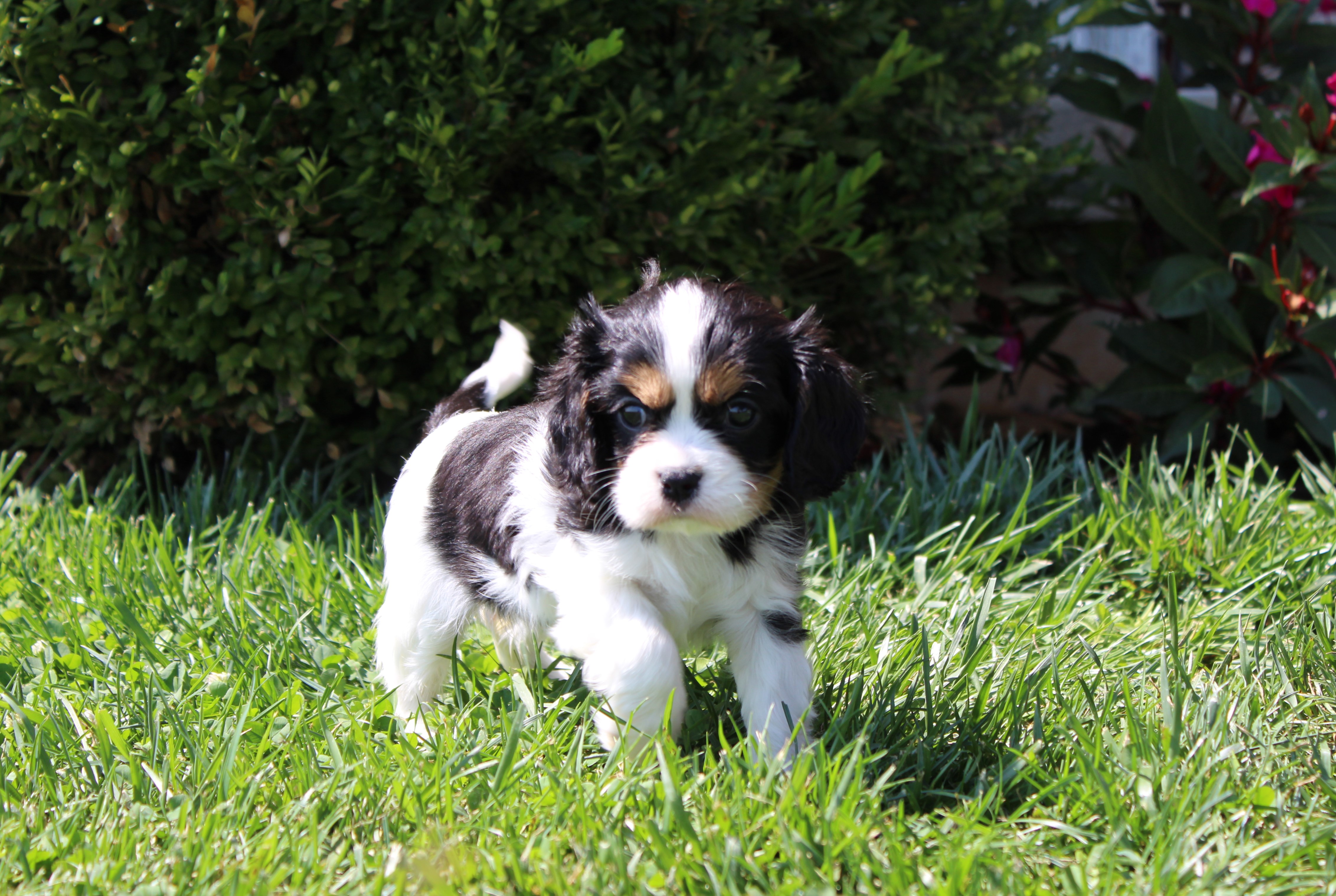 puppy, for, sale, Cavalier King Charles Spaniel,   Little Stream Estates LLC, dog, breeder, Lititz, PA, dog-breeder, puppy-for-sale, forsale, nearby, find, puppyfind, locator, puppylocator, aca
