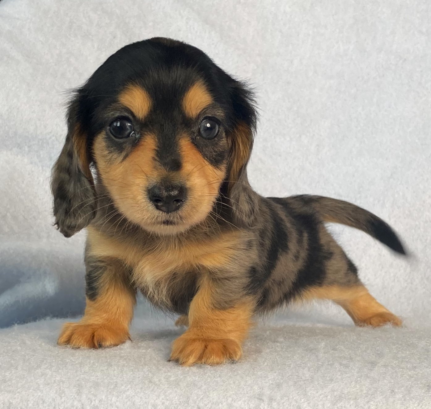 puppy, for, sale, Dachshund,   Little Stream Estates LLC, dog, breeder, Lititz, PA, dog-breeder, puppy-for-sale, forsale, nearby, find, puppyfind, locator, puppylocator, aca