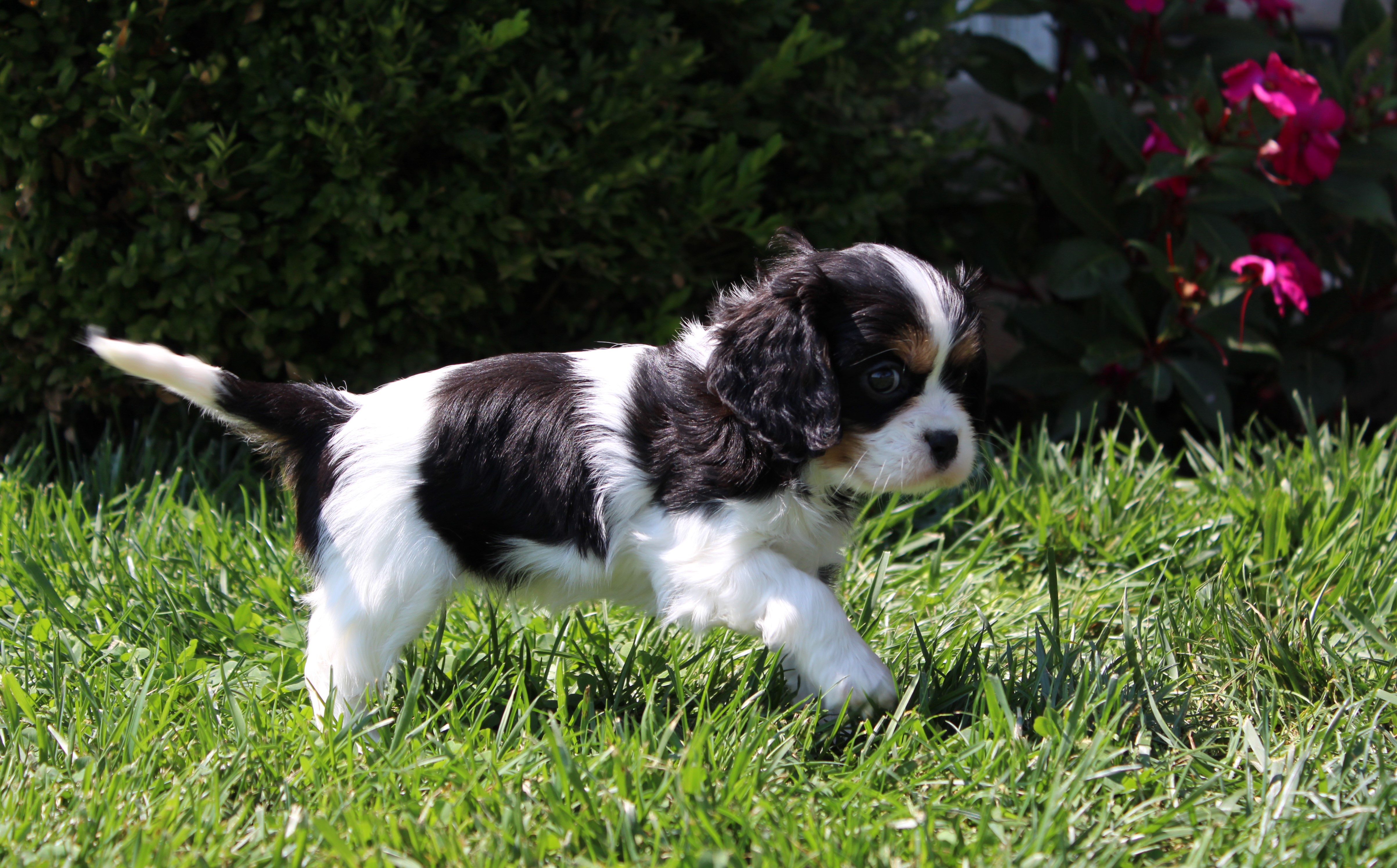 puppy, for, sale, Cavalier King Charles Spaniel,   Little Stream Estates LLC, dog, breeder, Lititz, PA, dog-breeder, puppy-for-sale, forsale, nearby, find, puppyfind, locator, puppylocator, aca