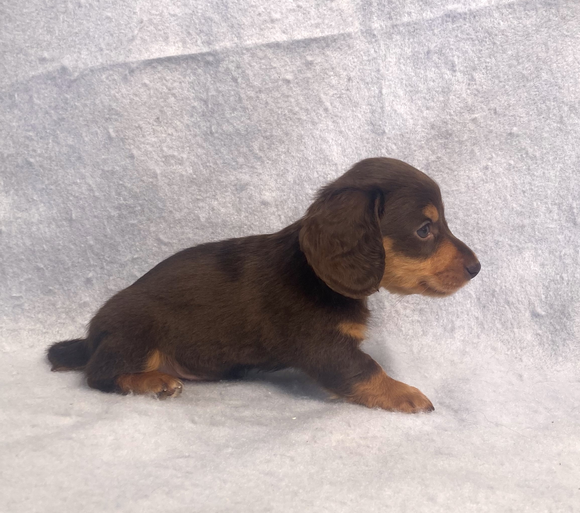 puppy, for, sale, Dachshund,   Little Stream Estates LLC, dog, breeder, Lititz, PA, dog-breeder, puppy-for-sale, forsale, nearby, find, puppyfind, locator, puppylocator, aca
